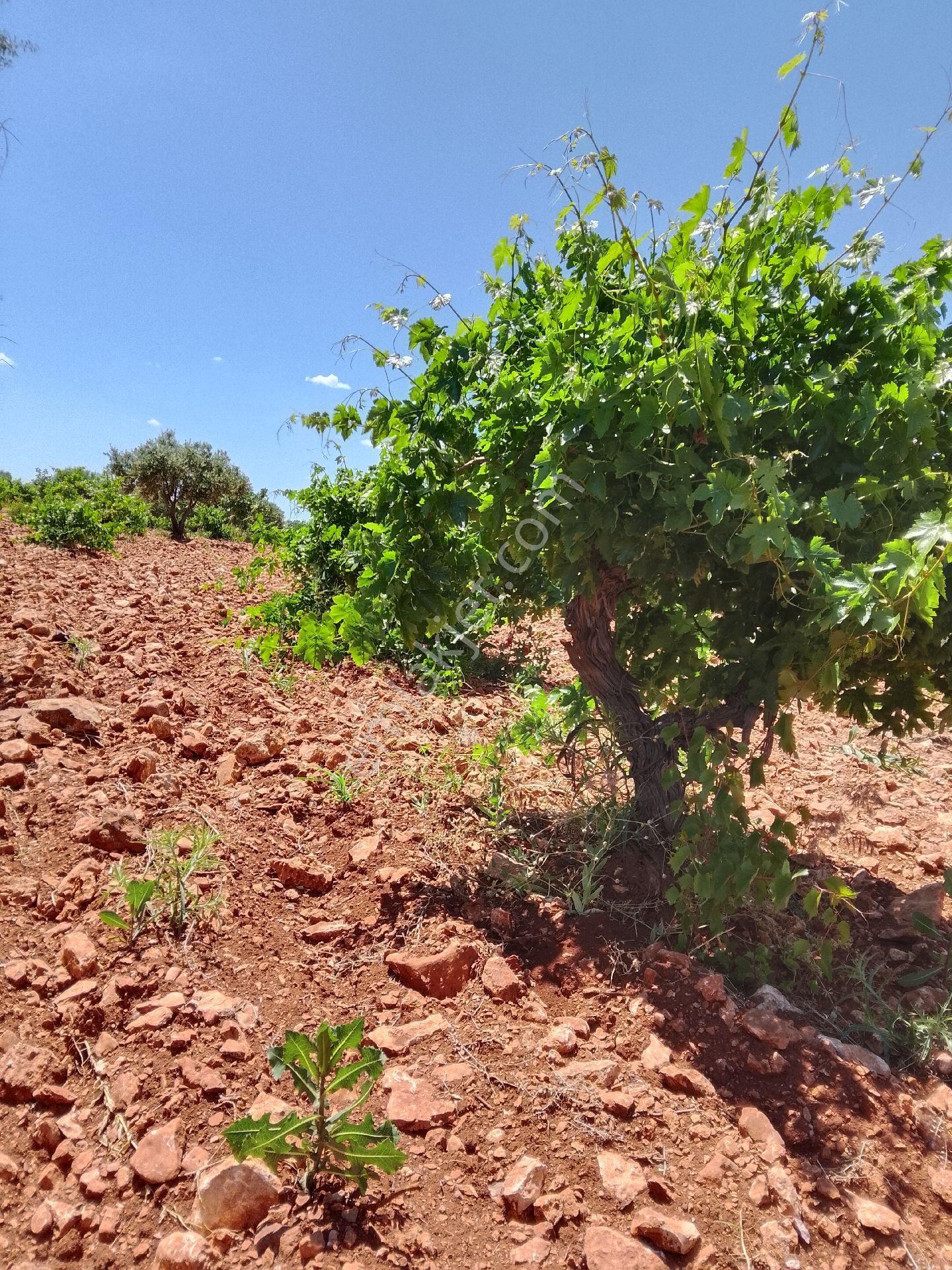 Sahibinden Satılık Fıstık Zeytin Bağ Bahçesi - Görsel 12