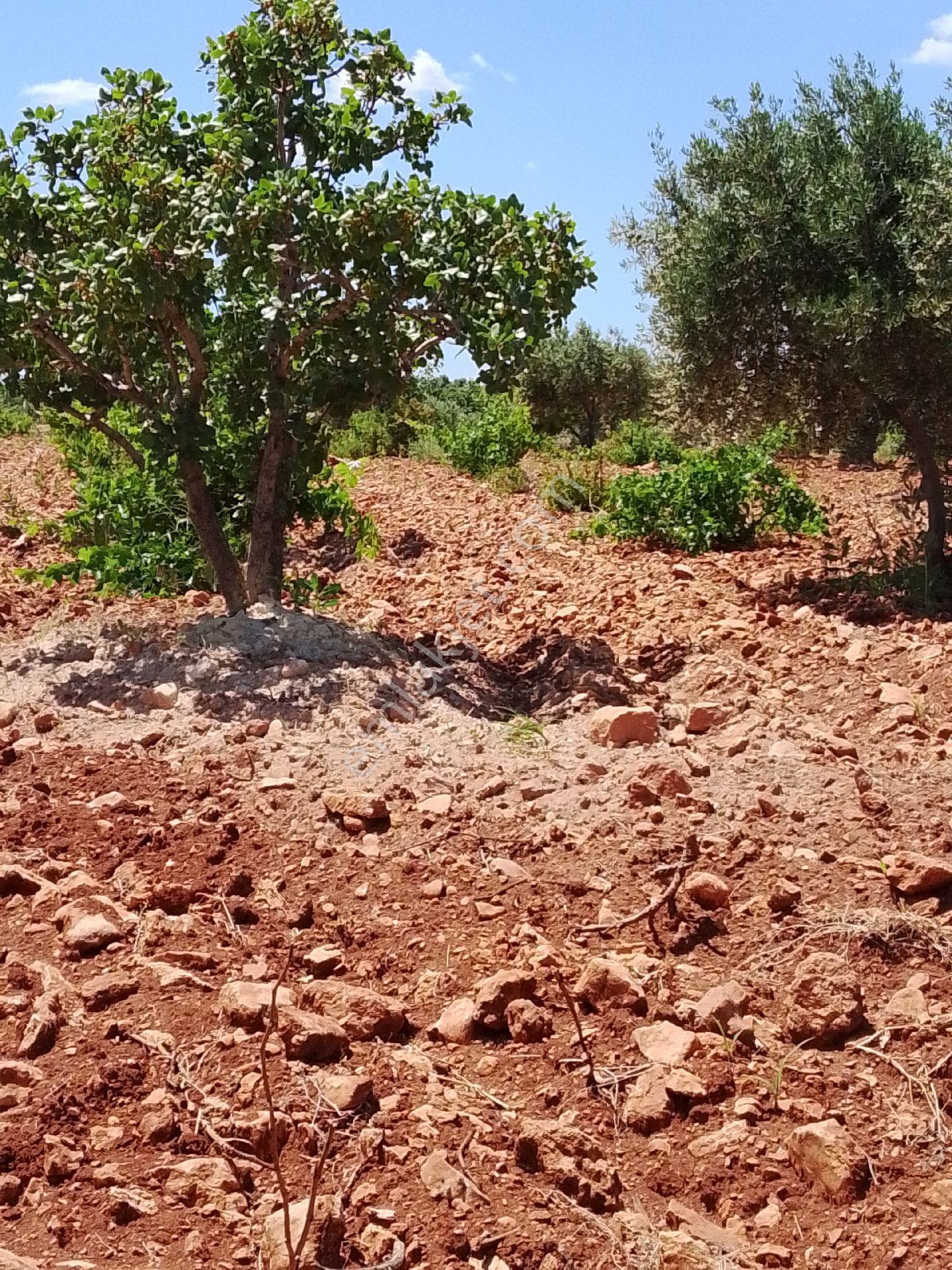 Sahibinden Satılık Fıstık Zeytin Bağ Bahçesi - Görsel 2