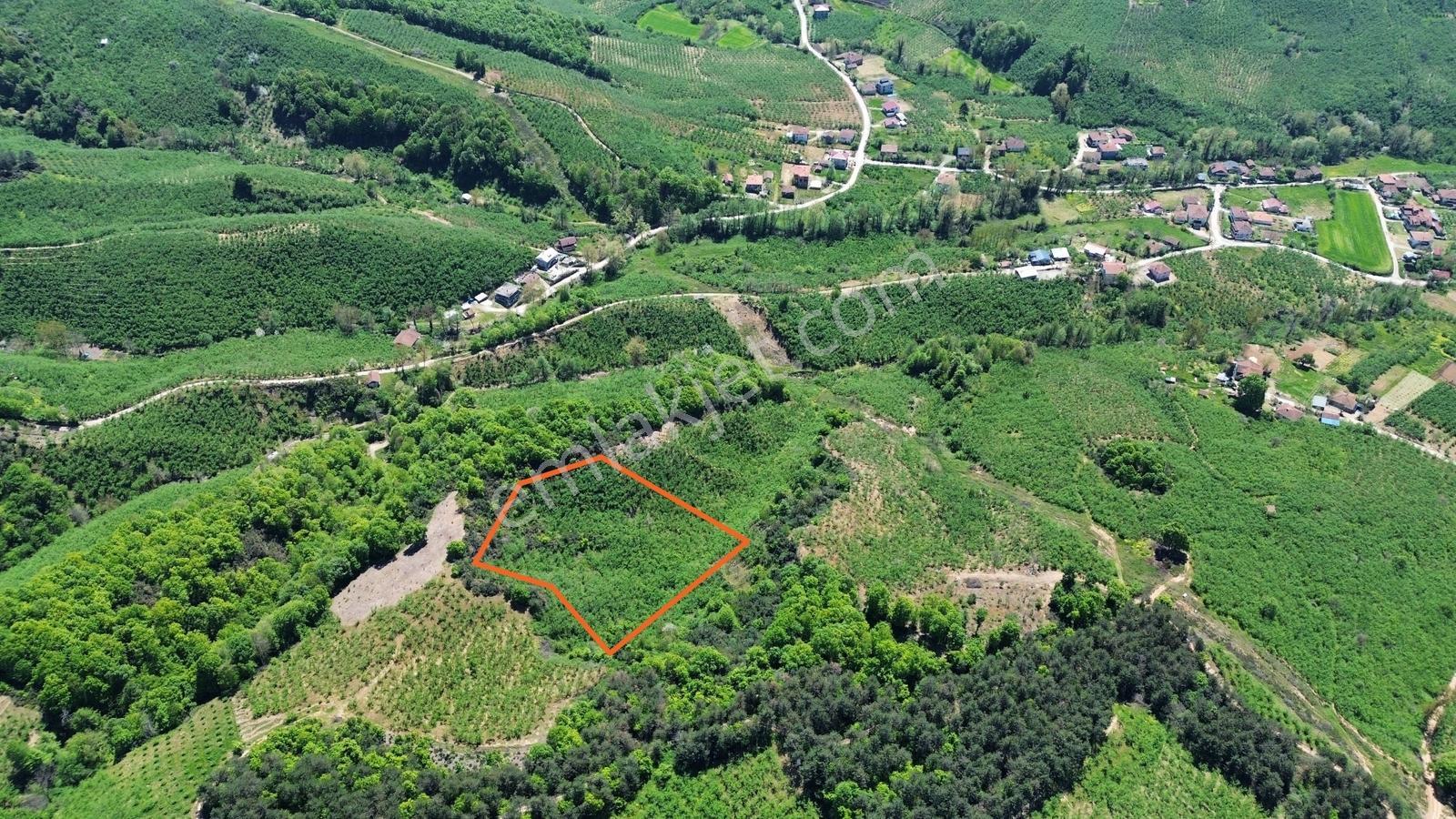 Hendek Satılık Fındık Bahçesi ( 7.500 M2 ) - Görsel 5