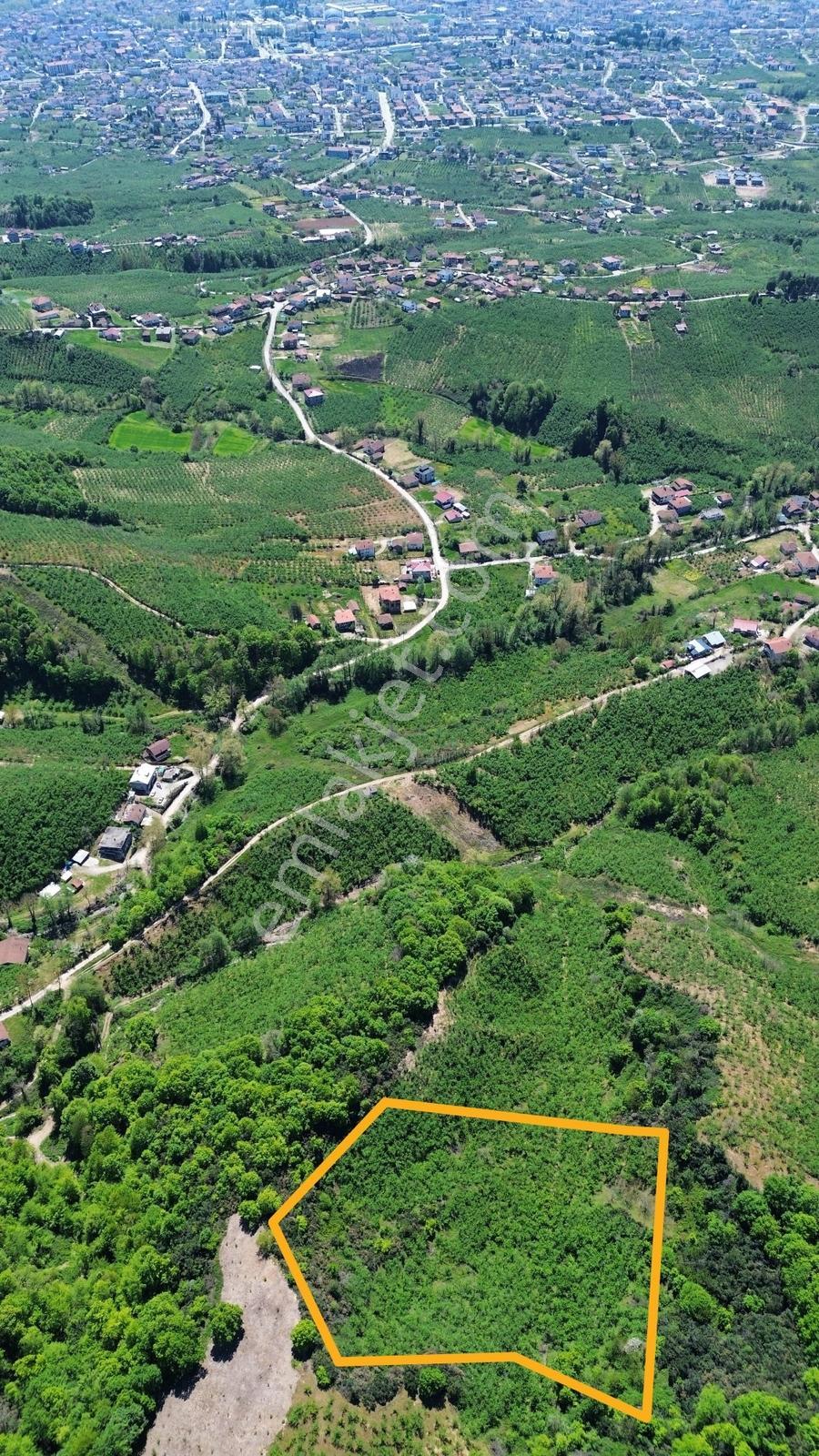 Hendek Satılık Fındık Bahçesi ( 7.500 M2 )