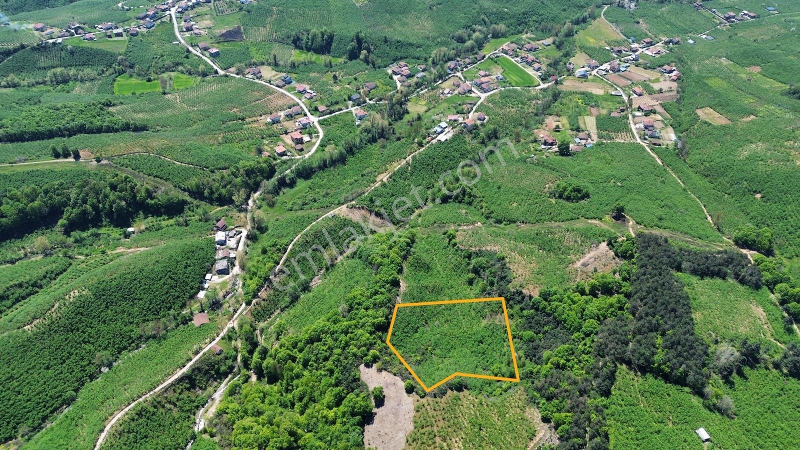 Hendek Satılık Fındık Bahçesi ( 7.500 M2 ) - Görsel 4