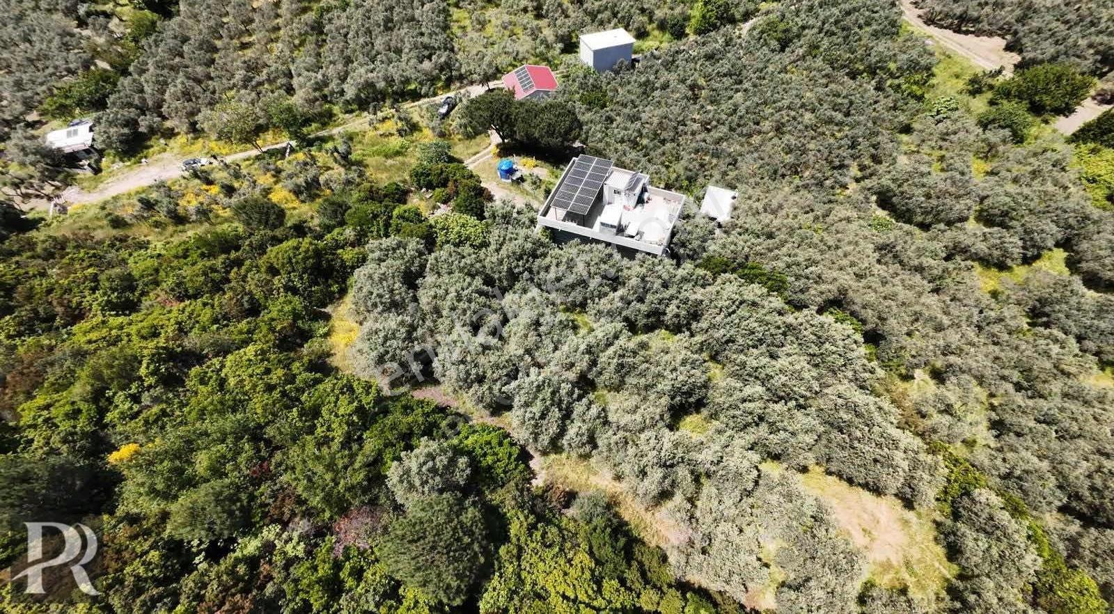P&r Gayrimenkul'den Turan Mahallesinde Deniz Manzaralı Zeytinlik - Görsel 2