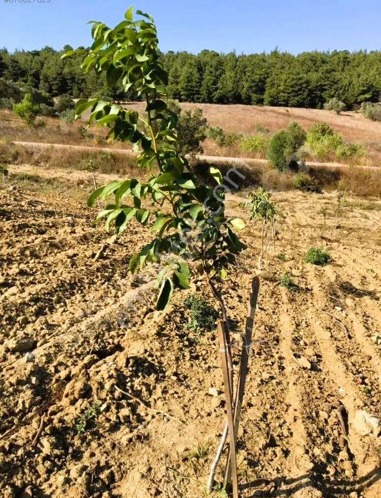 Çanakkale Eceabat Bigalı'da Denize Yakın, Asfalta Cepheli Kupon Zeytinlik - Görsel 4