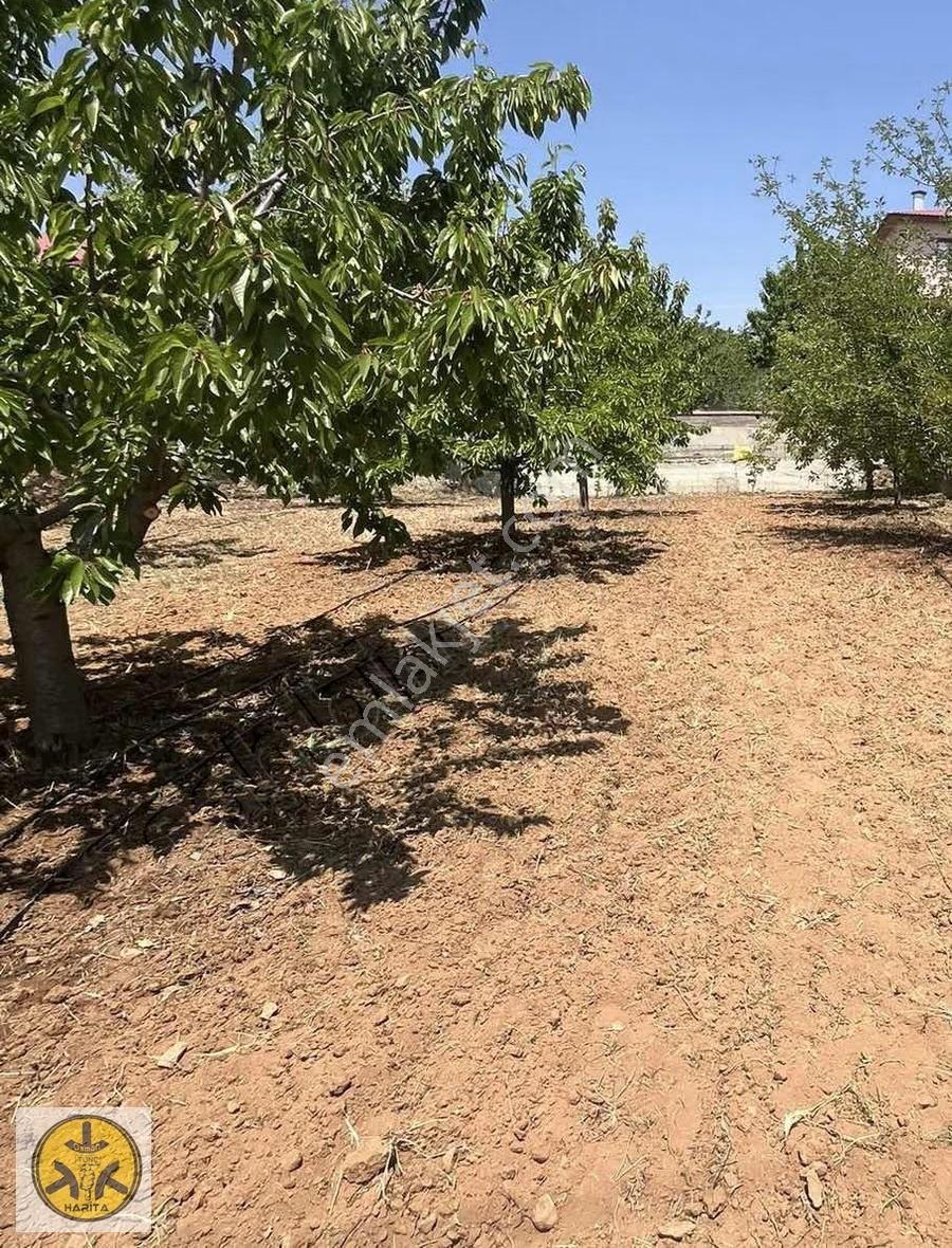Yetişkin Meyve Ağaçlı 500 M2 Arsa