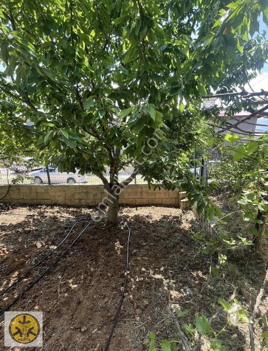 Yetişkin Meyve Ağaçlı 500 M2 Arsa - Görsel 6