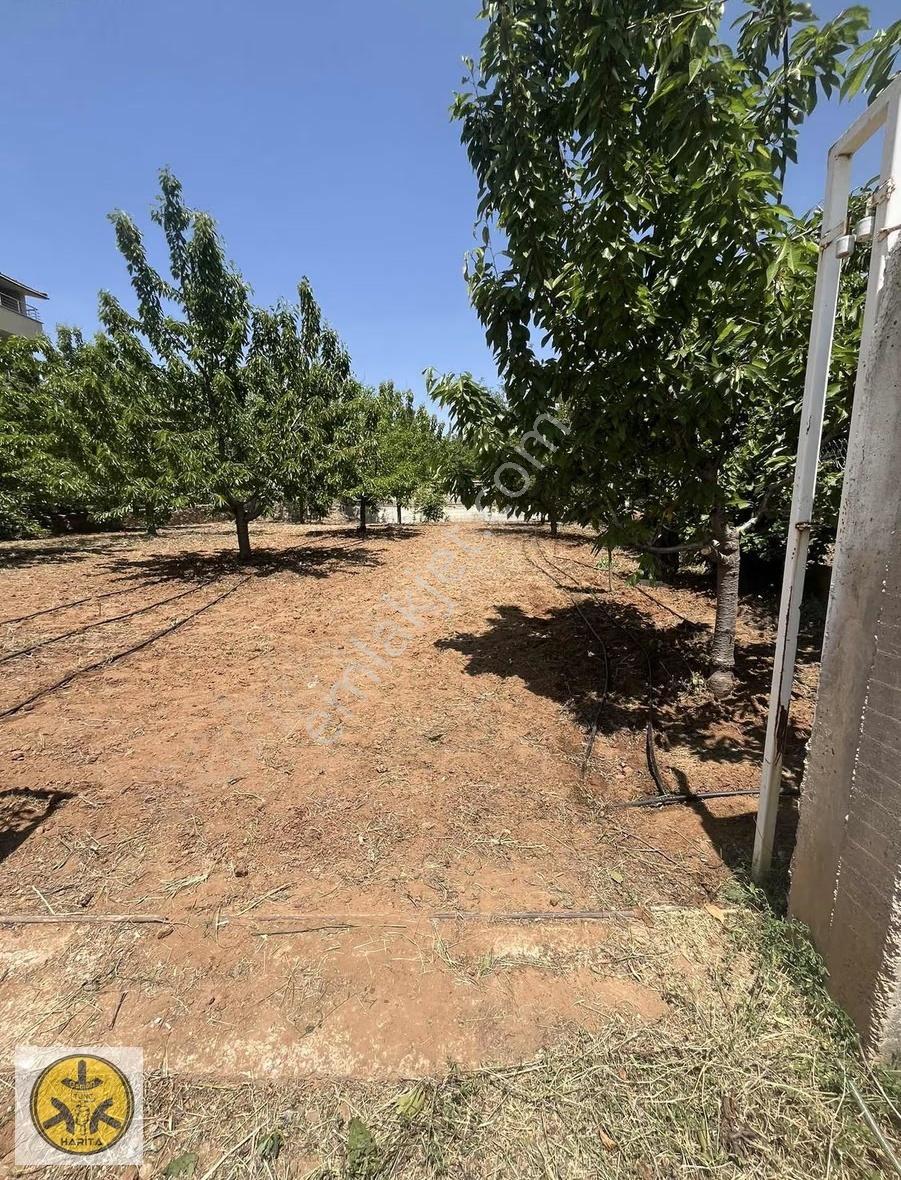 Yetişkin Meyve Ağaçlı 500 M2 Arsa - Görsel 4