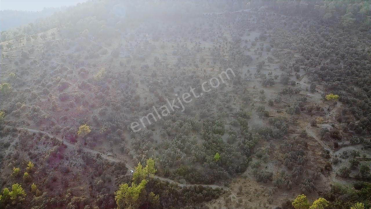 Seydikemer Sarıyer Mahallesinde 2000 M2 Satılık Zeytinlik - Görsel 24