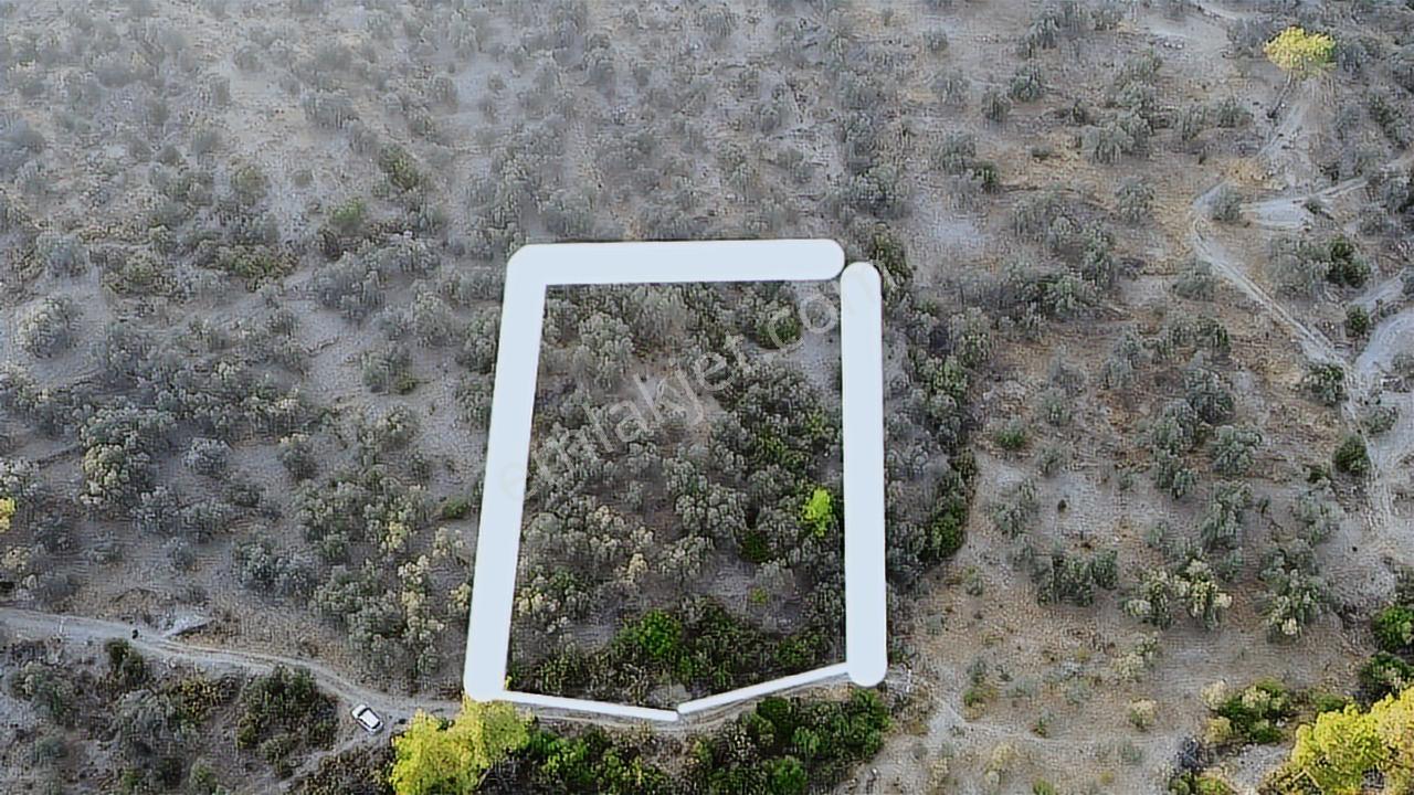 Seydikemer Sarıyer Mahallesinde 2000 M2 Satılık Zeytinlik - Görsel 33