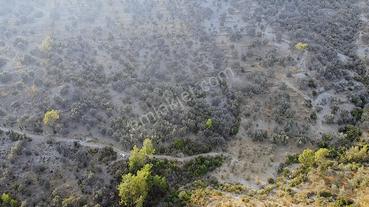 Seydikemer Sarıyer Mahallesinde 2000 M2 Satılık Zeytinlik - Görsel 18