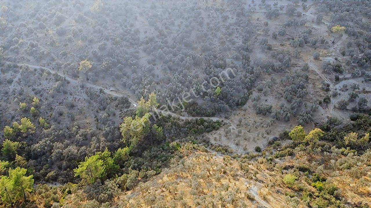Seydikemer Sarıyer Mahallesinde 2000 M2 Satılık Zeytinlik - Görsel 10