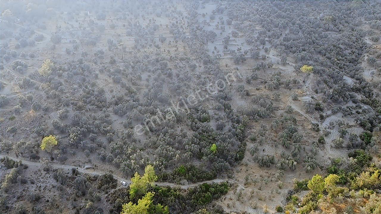 Seydikemer Sarıyer Mahallesinde 2000 M2 Satılık Zeytinlik - Görsel 27