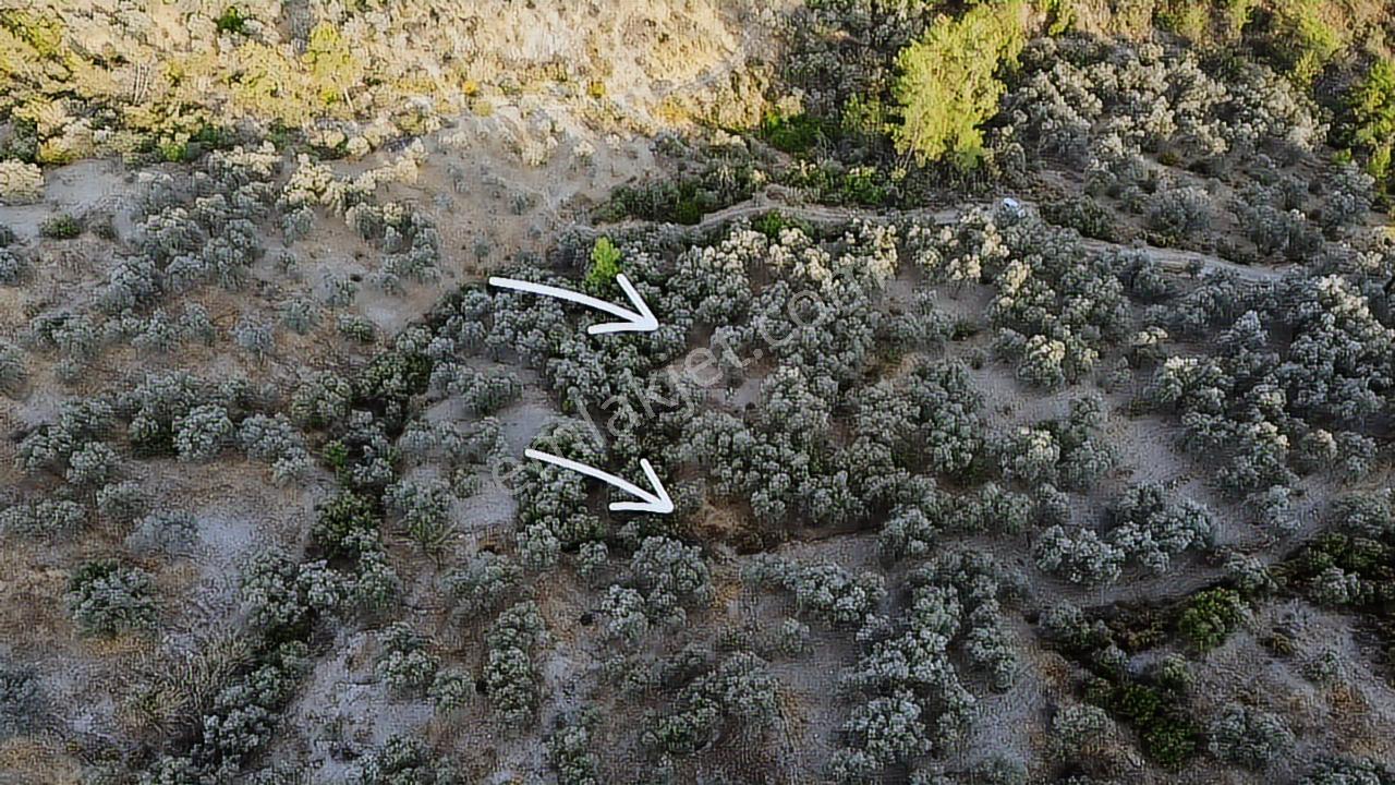 Seydikemer Sarıyer Mahallesinde 2000 M2 Satılık Zeytinlik - Görsel 2