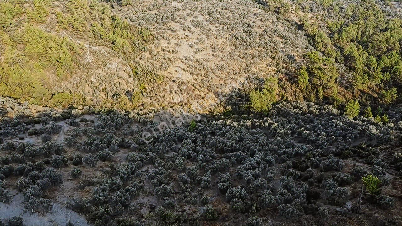 Seydikemer Sarıyer Mahallesinde 2000 M2 Satılık Zeytinlik - Görsel 25