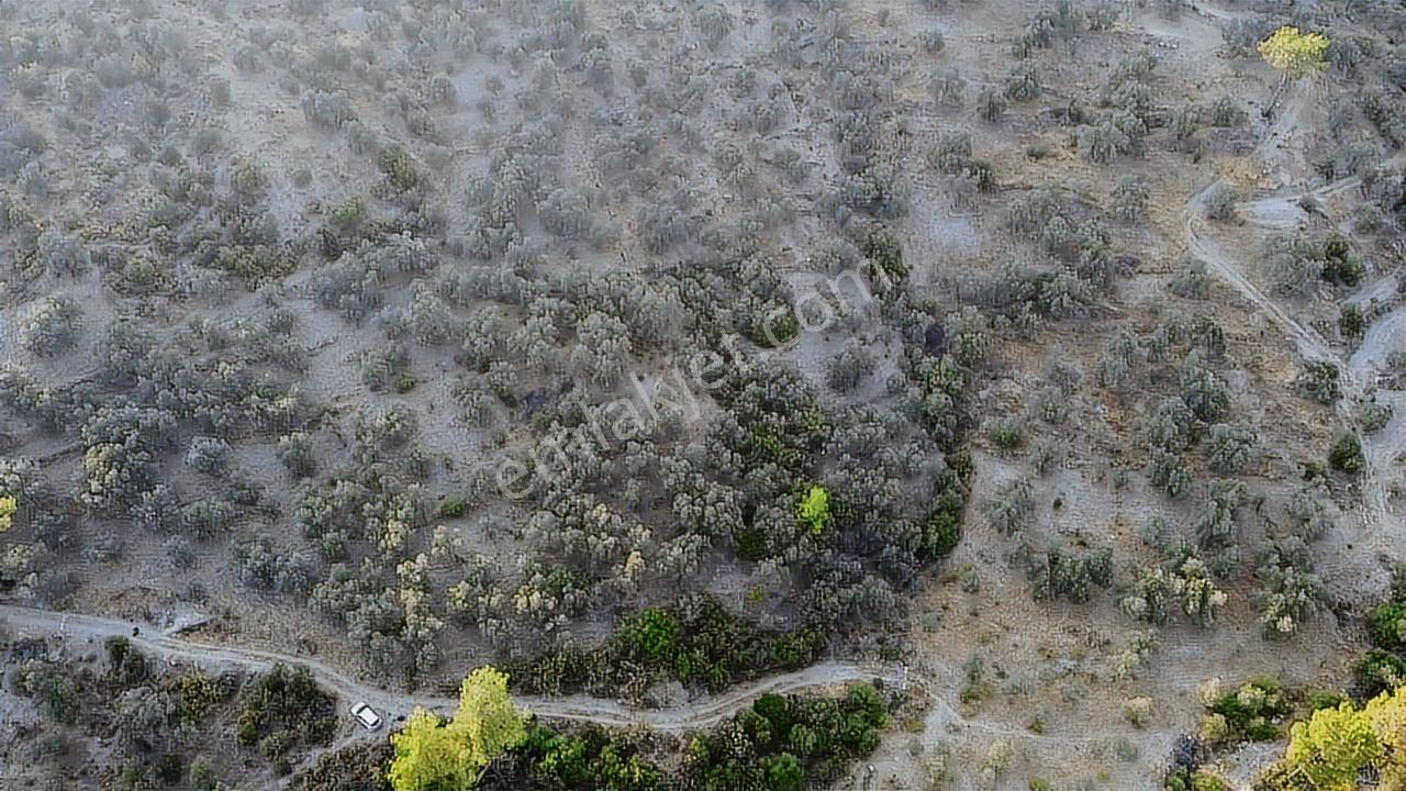 Seydikemer Sarıyer Mahallesinde 2000 M2 Satılık Zeytinlik - Görsel 30