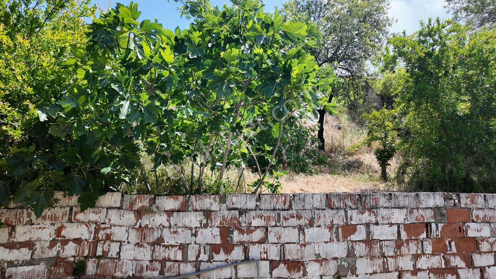 Aydın Efeler Gödrenli Köyünde Satılık Kagir Ev Ve Arsası - Görsel 3