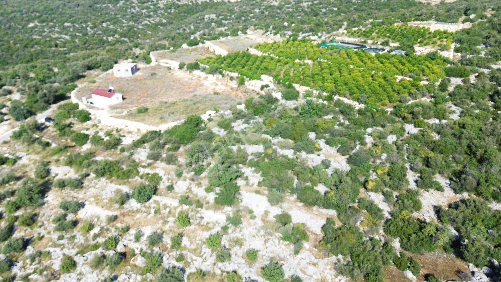 Erdemli Koyuncu Mah. Satılık 1500 M2 Arsa - Görsel 6