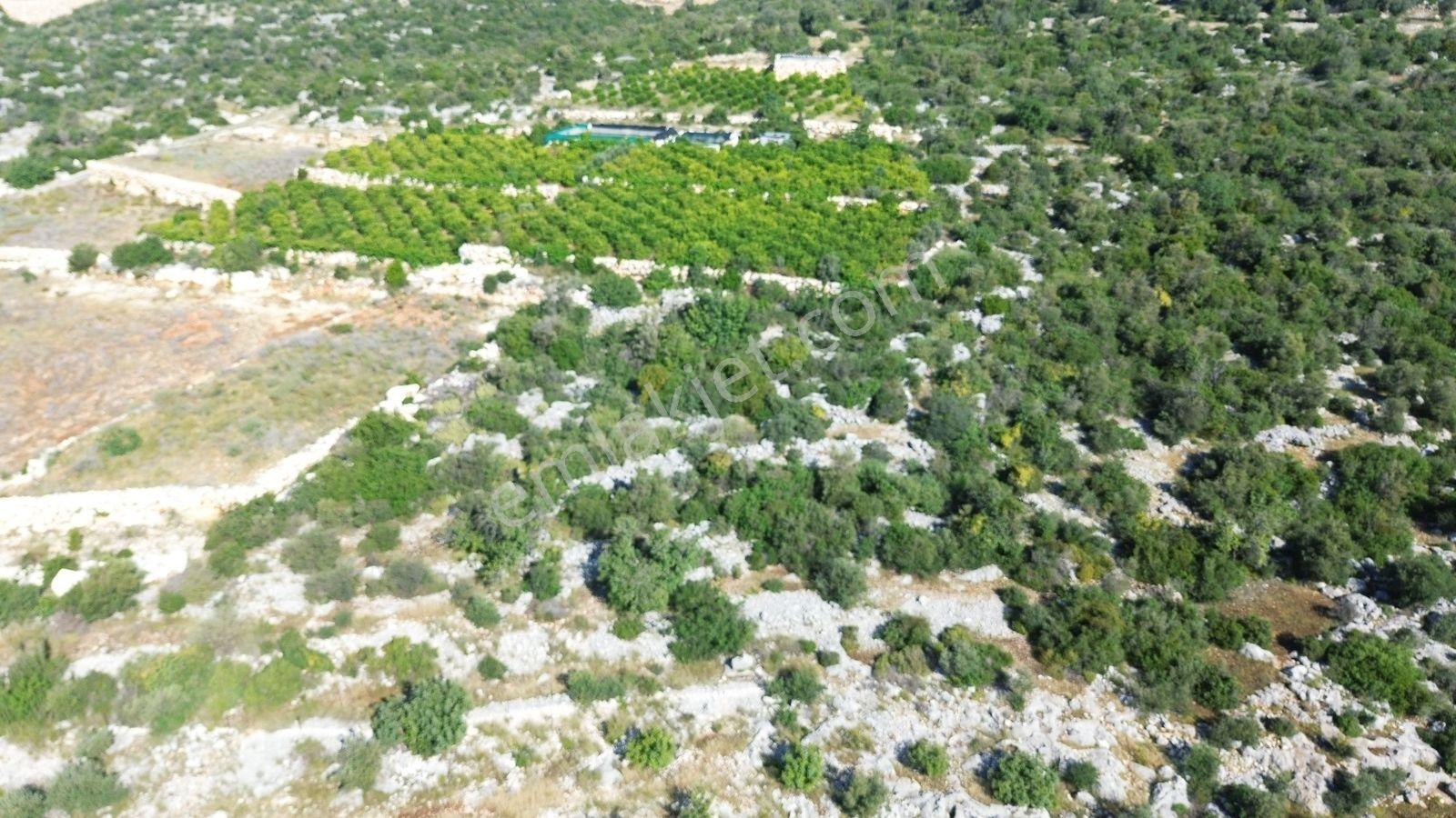 Erdemli Koyuncu Mah. Satılık 1500 M2 Arsa - Görsel 3