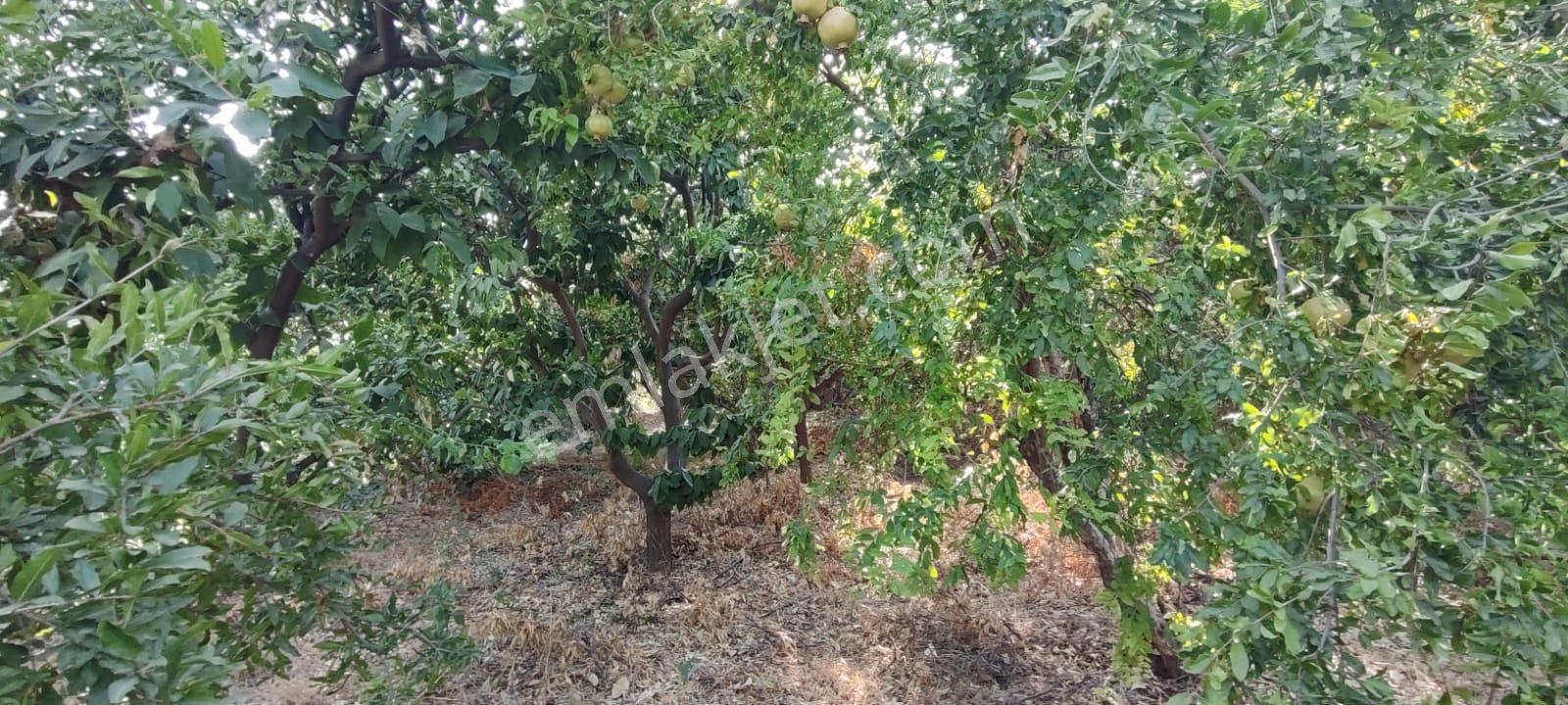 Fiyat Düştü!.... Yenişehir Çavakta 3250m2 Kiralık Arsa - Görsel 3