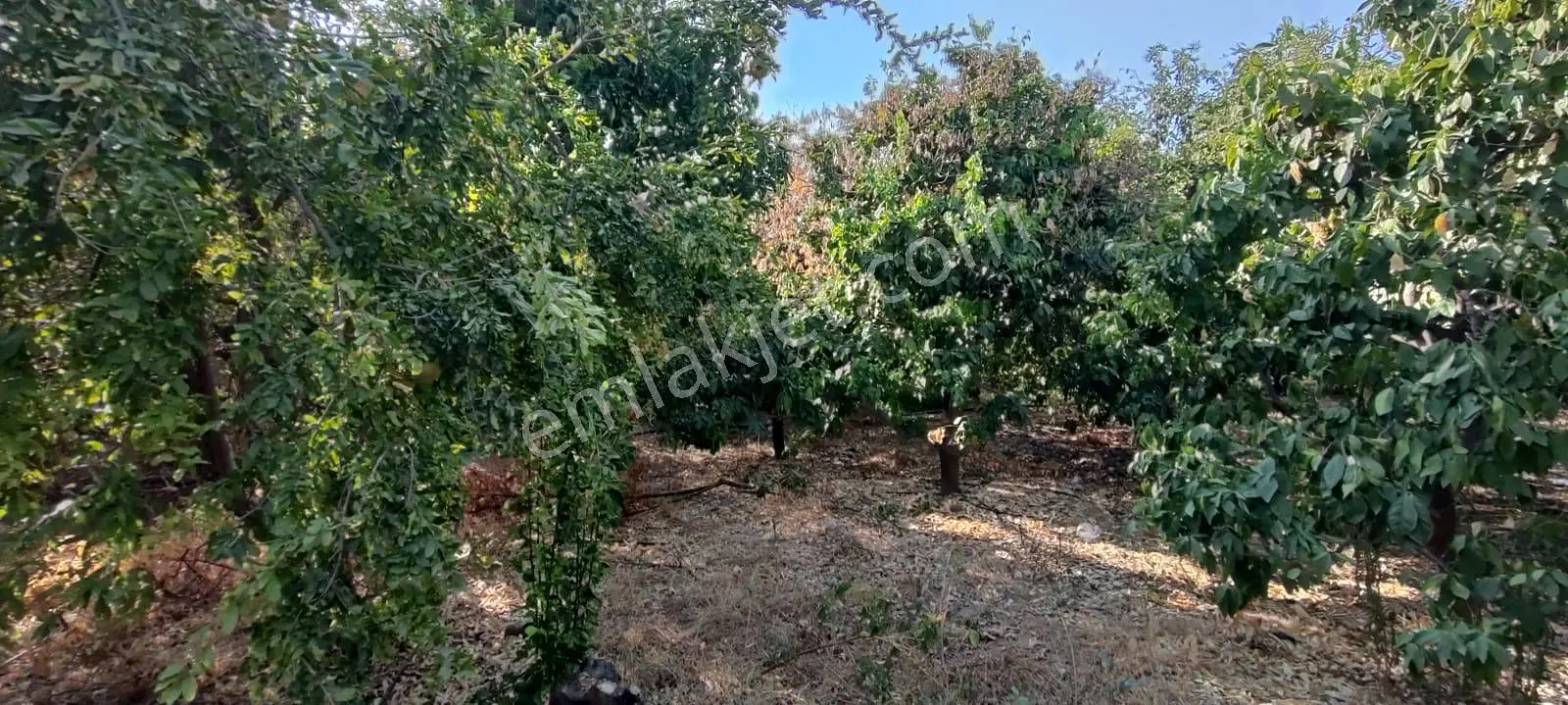 Fiyat Düştü!.... Yenişehir Çavakta 3250m2 Kiralık Arsa - Görsel 4