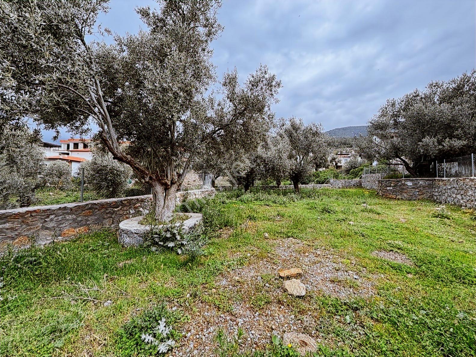 Milas - Kazıklı Köy İçi Satılık İmarlı 497 M2 Arsa - Görsel 7
