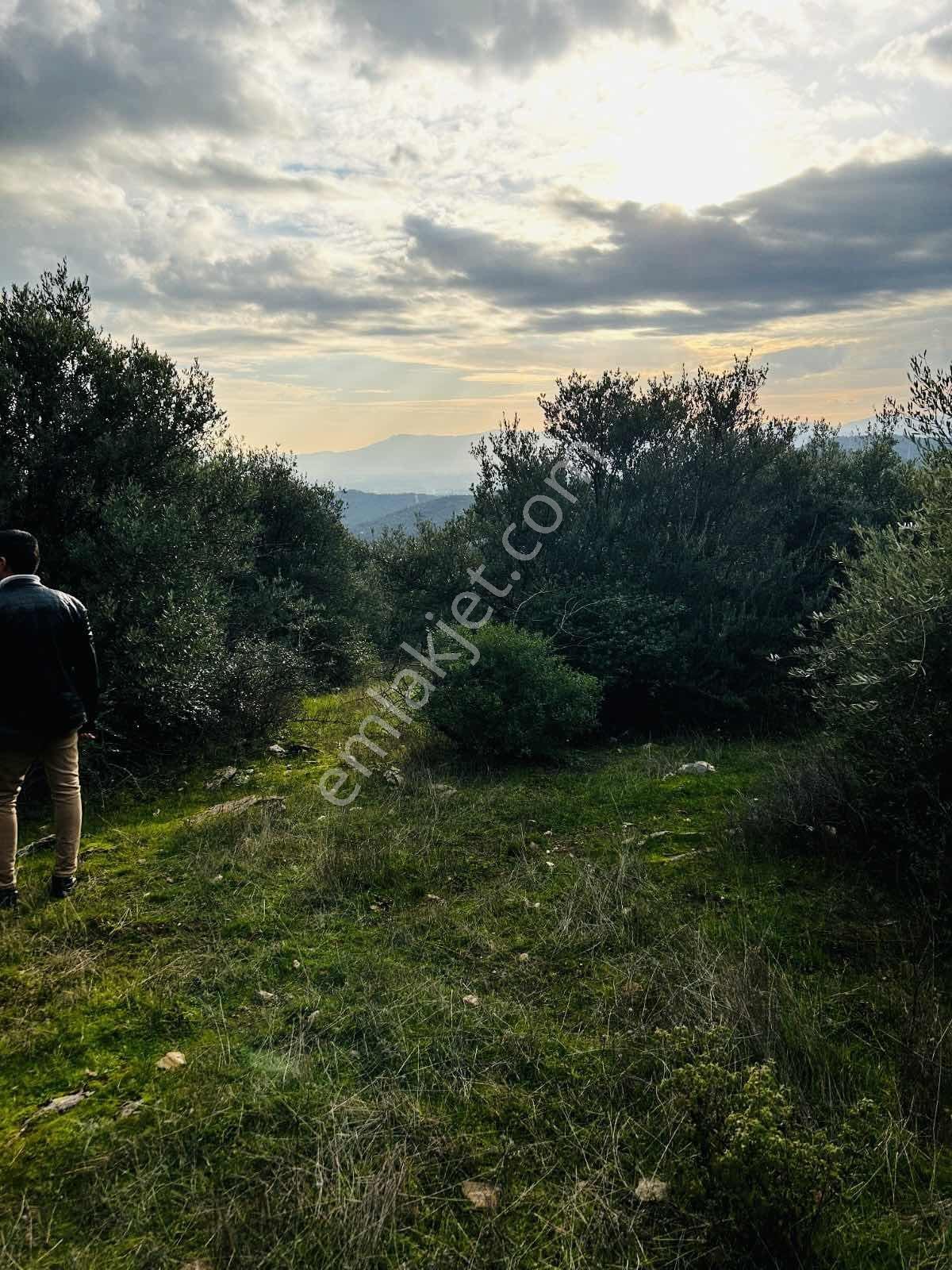 Nurfen'den Taşkesik'te Tek Tapulu Yolu Olan 4.5 Dönüm Zeytinlik - Görsel 3