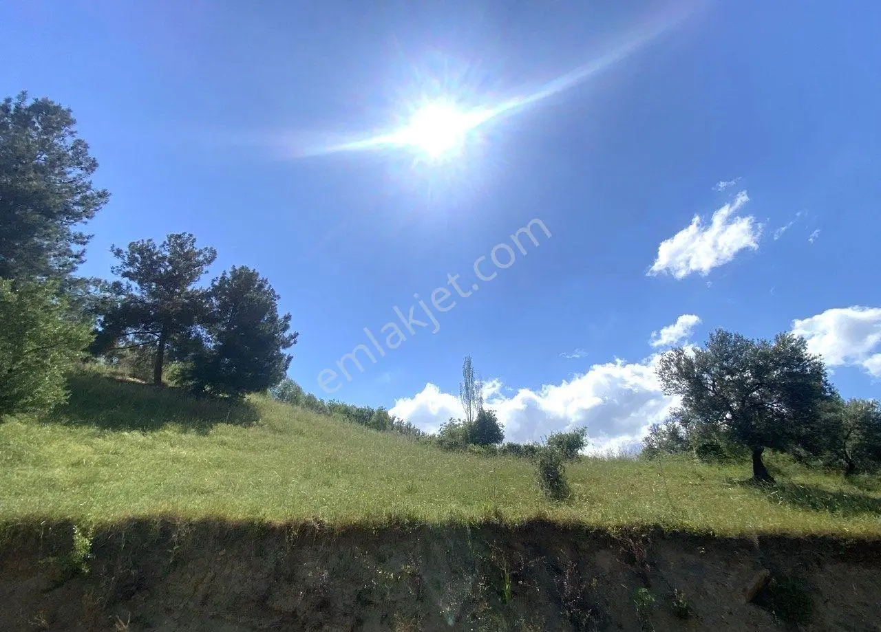 🟥burhaniye Dutlucada 2434 M2 Deniz Ve Doğa Manzaralı Satılık Arsa - Görsel 2