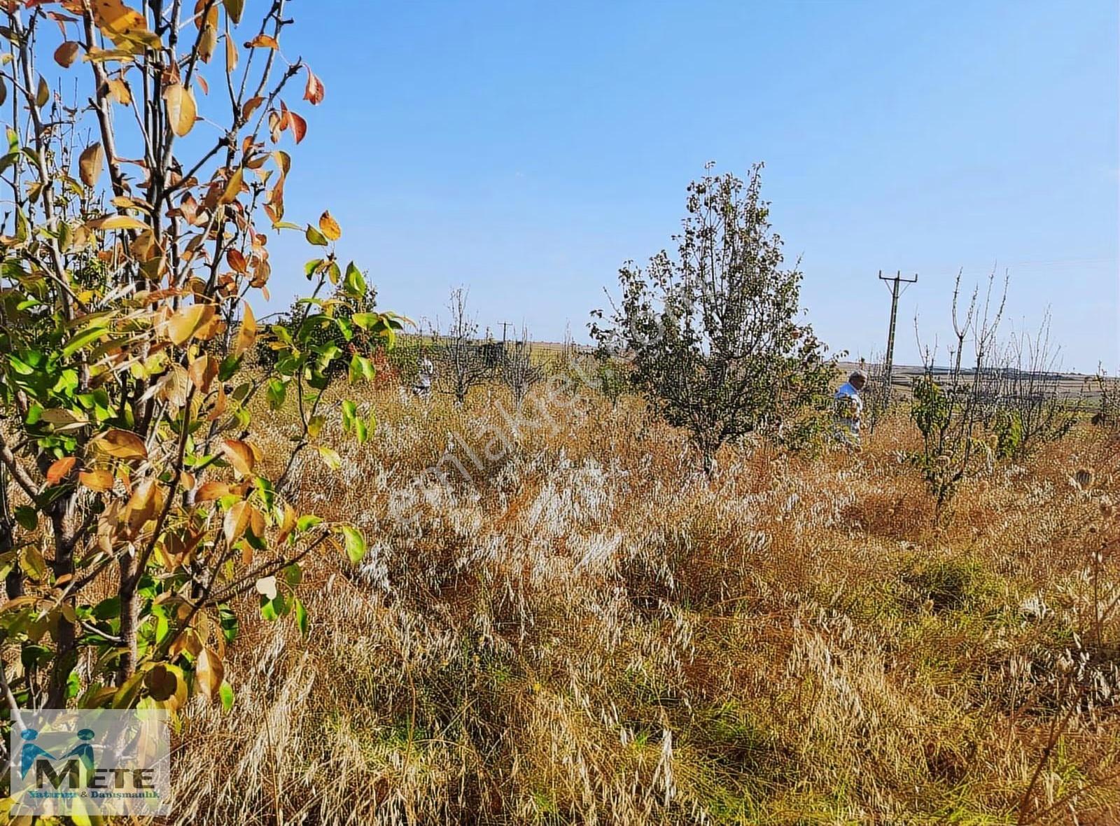 Çok Acil Edirne Havsa Kuzucu'da 13,200 M² Satılık Tarla - Görsel 5