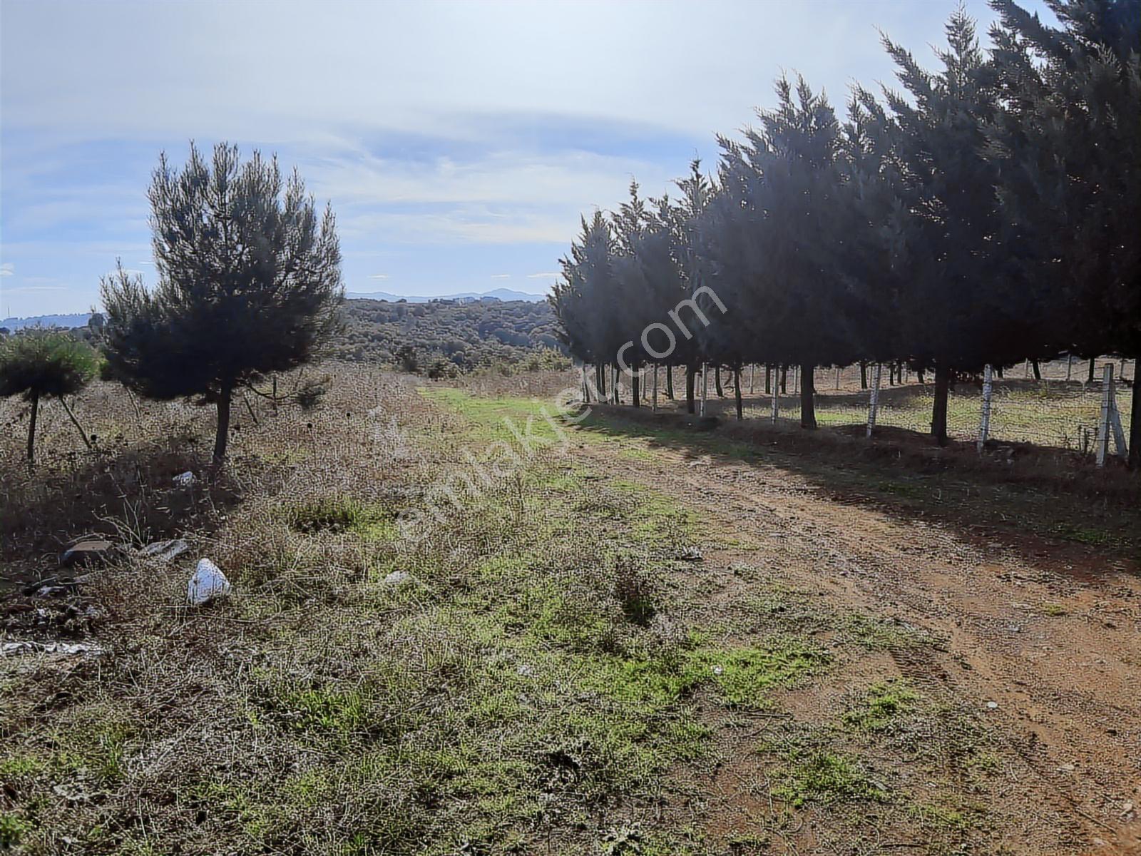 Yayla Gayrımenkul Buyukoyumcada Satılık 3 Parsel Denız Manzaralı - Görsel 25