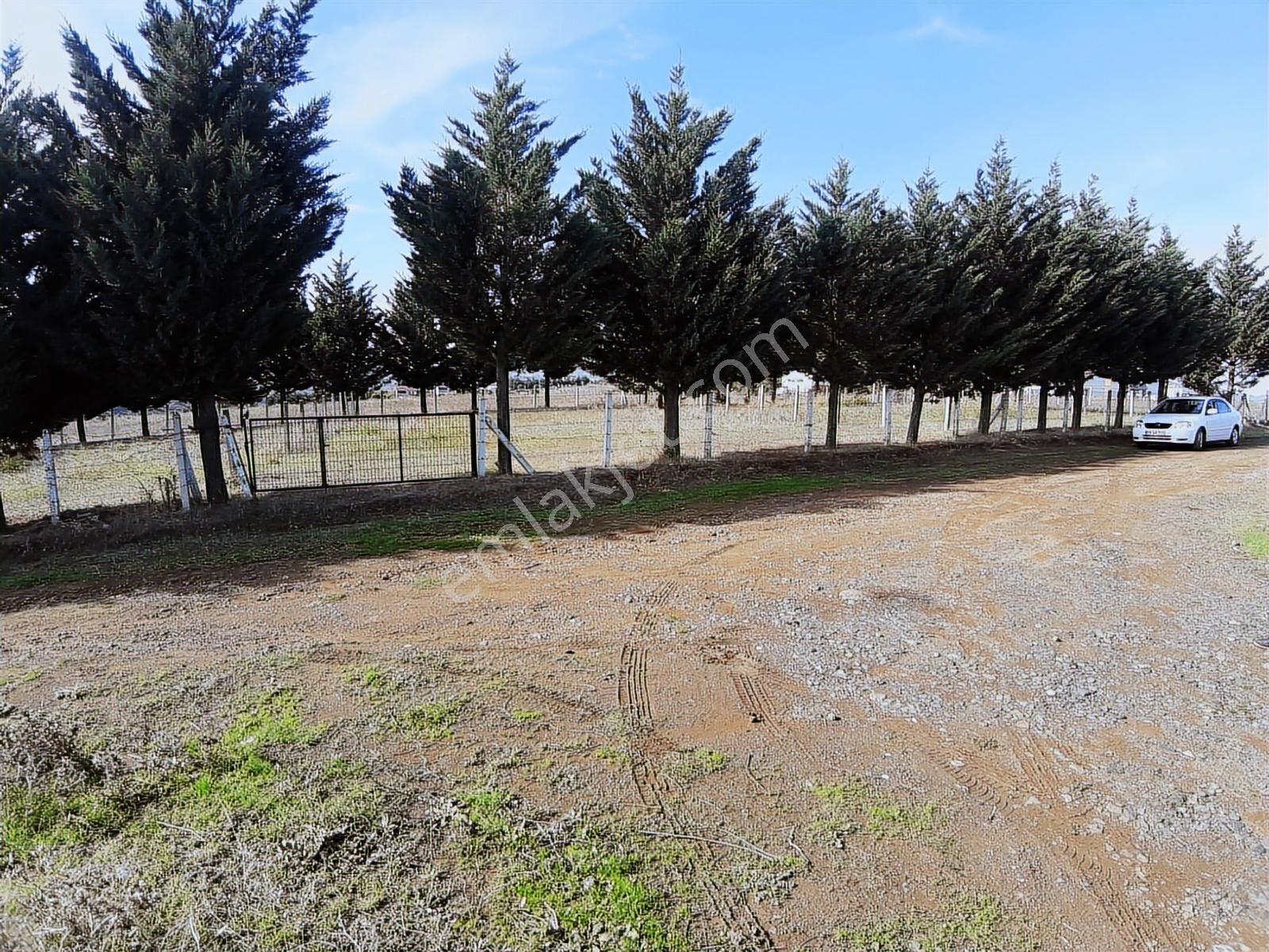 Yayla Gayrımenkul Buyukoyumcada Satılık 3 Parsel Denız Manzaralı - Görsel 21