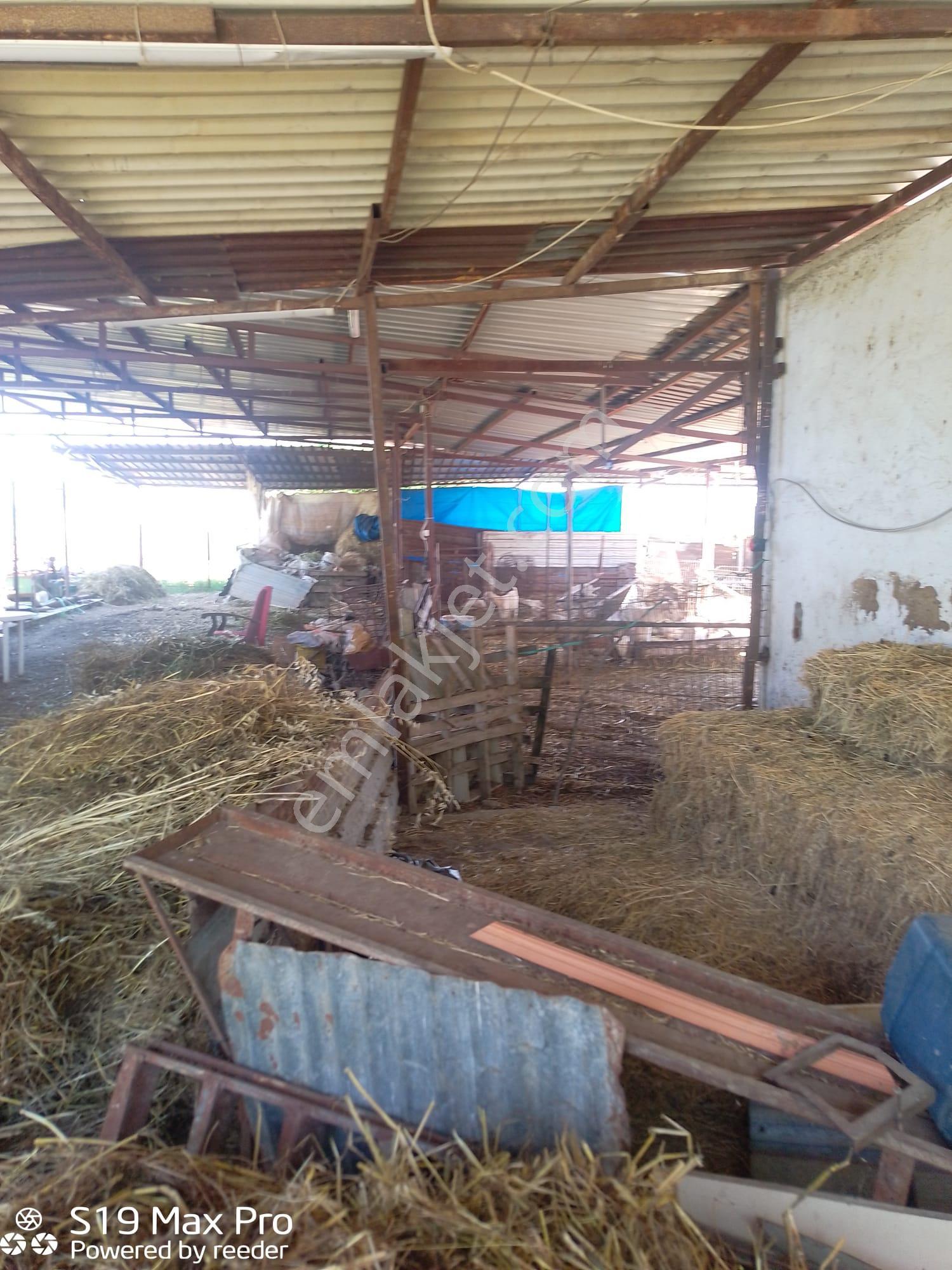 Konum Emlaktan Kiralık Çiftlik Evi-üzüm Bağı-bahçe Ve Hayvan Bakım Çiftliği - Görsel 19