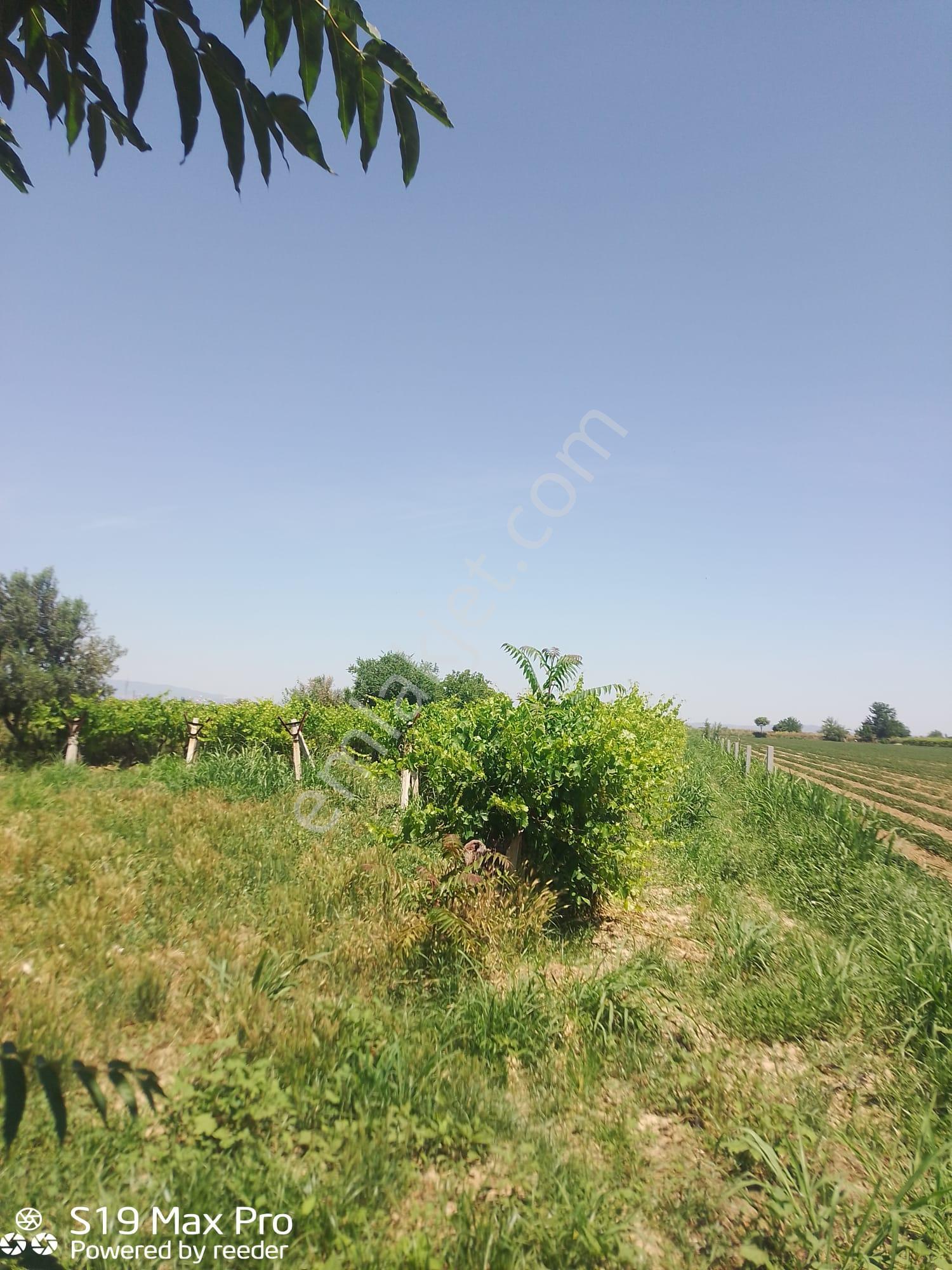 Konum Emlaktan Kiralık Çiftlik Evi-üzüm Bağı-bahçe Ve Hayvan Bakım Çiftliği - Görsel 8