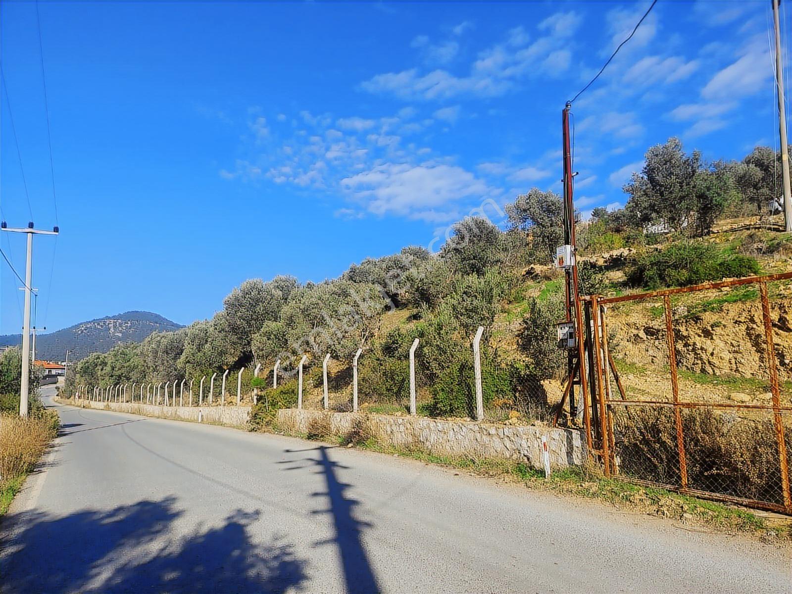 Buca Kırklarda Su Ve Elektriği Bulunan Satılık Zeytinlik - Görsel 20