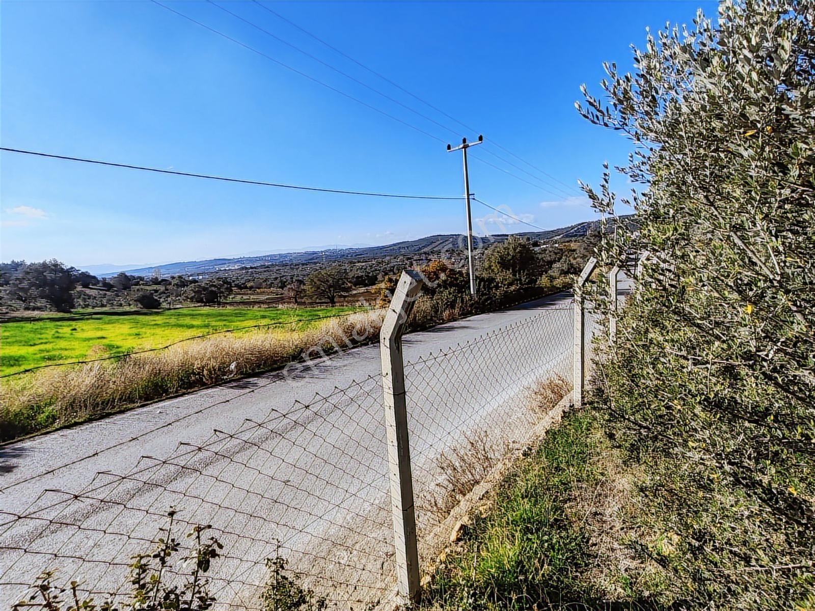 Buca Kırklarda Su Ve Elektriği Bulunan Satılık Zeytinlik - Görsel 26