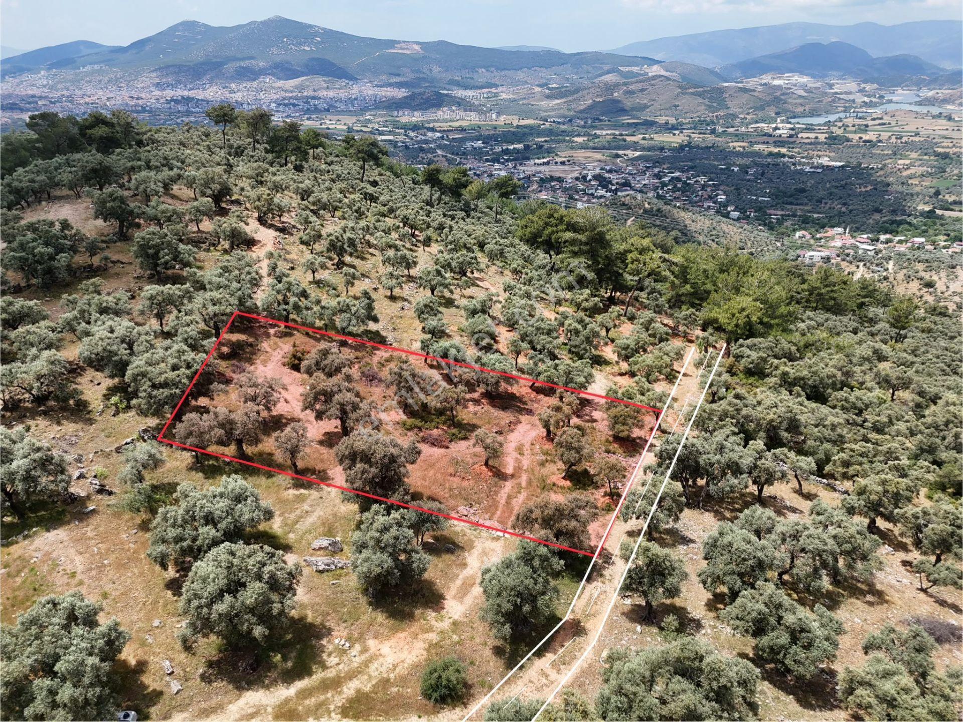 Milas Kırcağız'da Yolu Olan Manzaralı 1365m² Zeytinlik
