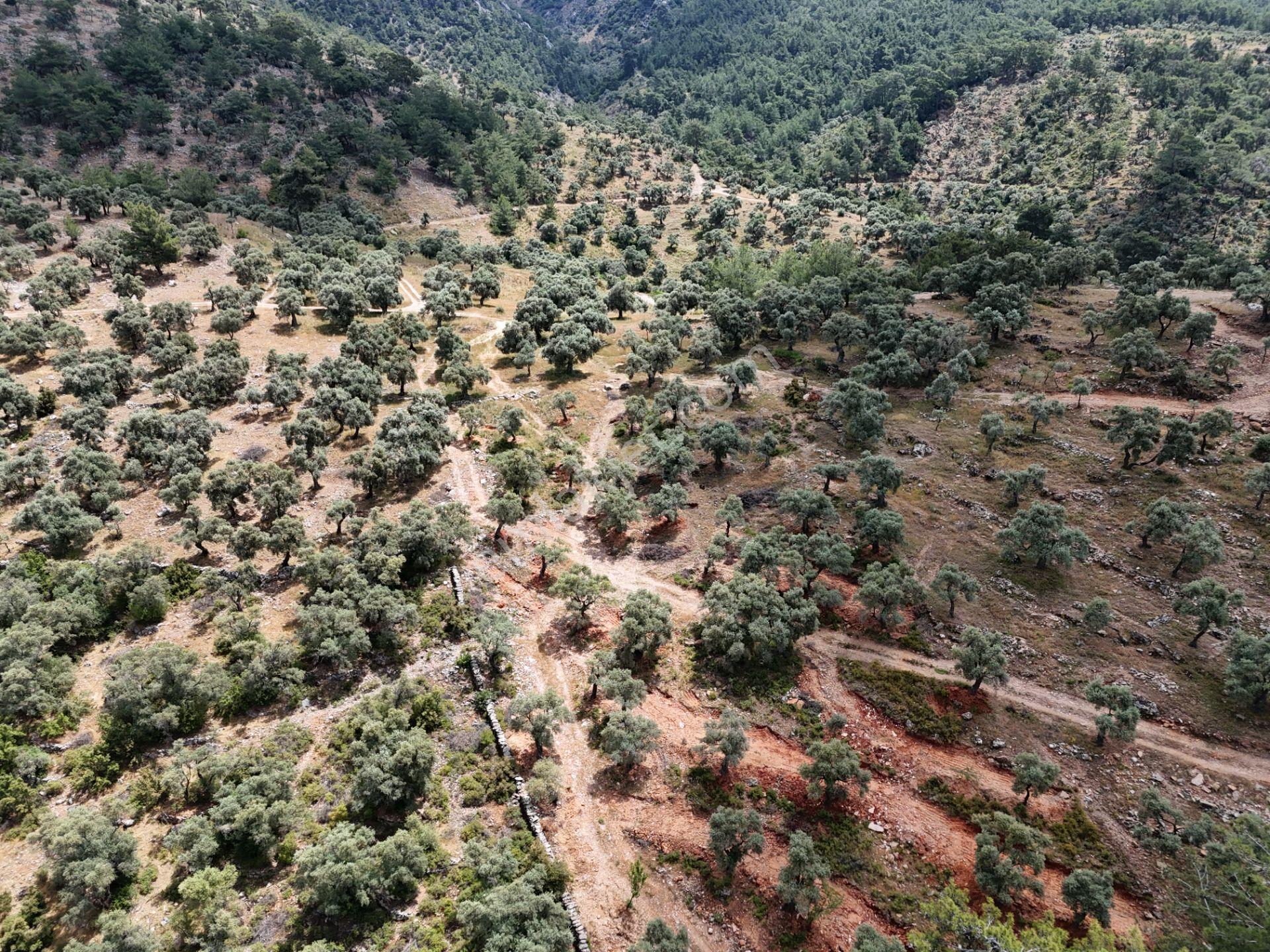 Milas Kırcağız'da Yolu Olan Manzaralı 1365m² Zeytinlik - Görsel 13