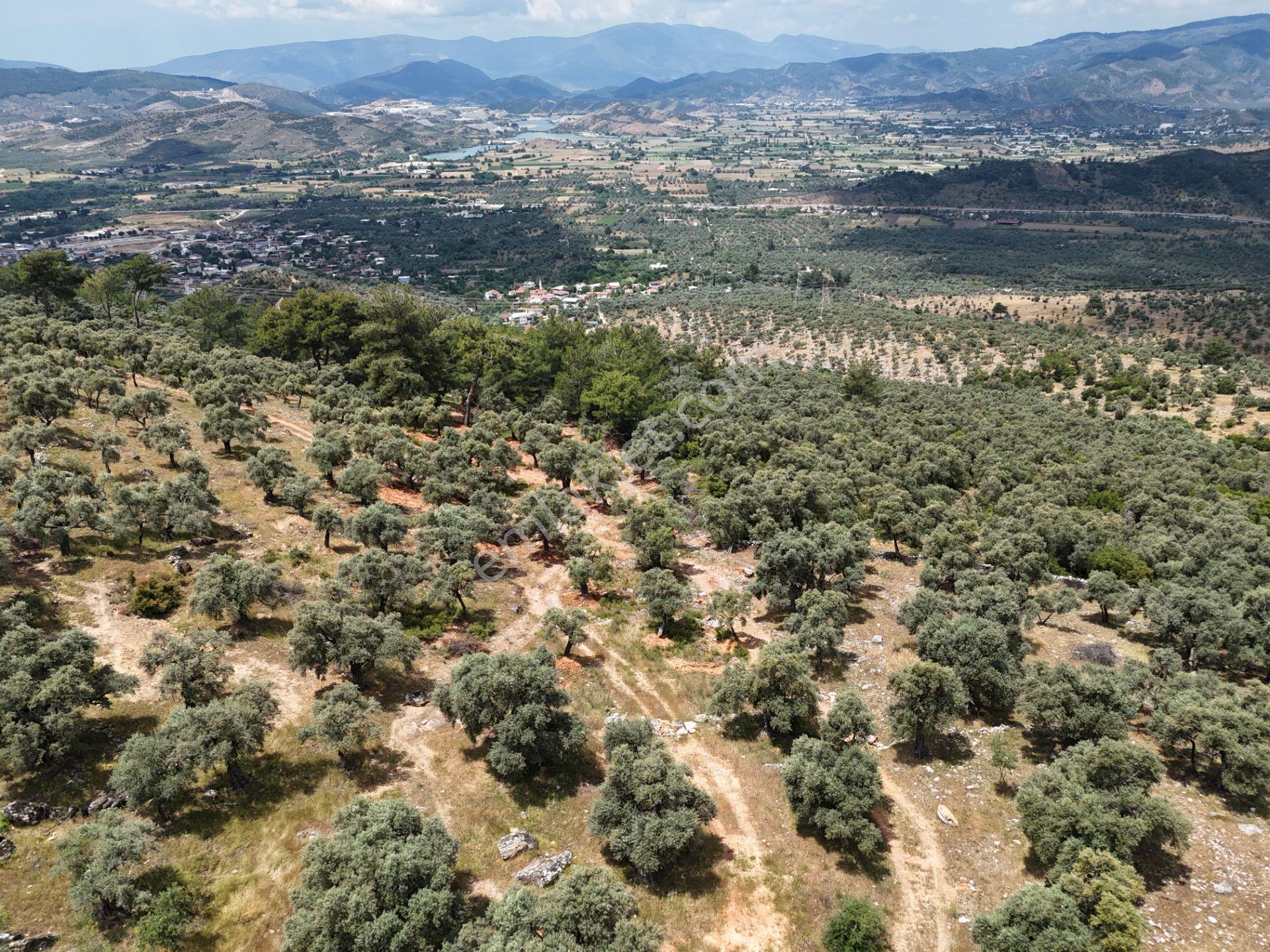 Milas Kırcağız'da Yolu Olan Manzaralı 1365m² Zeytinlik - Görsel 5