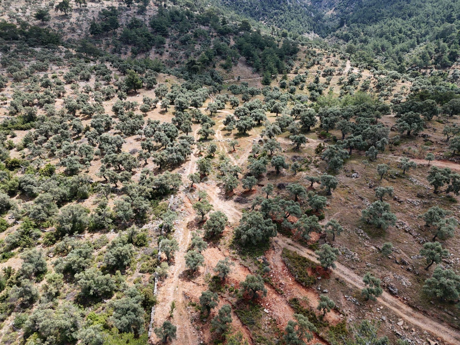 Milas Kırcağız'da Yolu Olan Manzaralı 1365m² Zeytinlik - Görsel 14