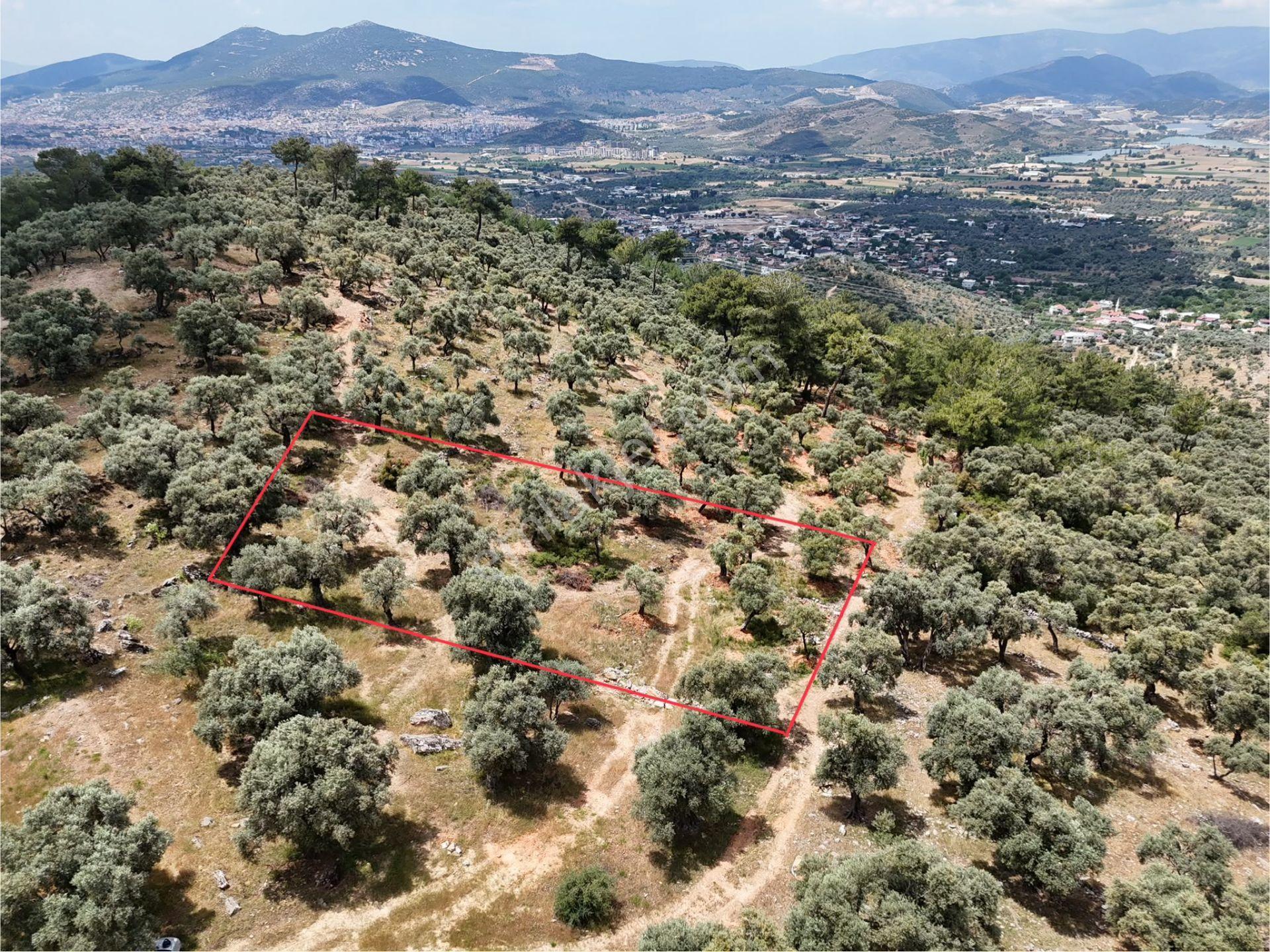 Milas Kırcağız'da Yolu Olan Manzaralı 1365m² Zeytinlik - Görsel 4