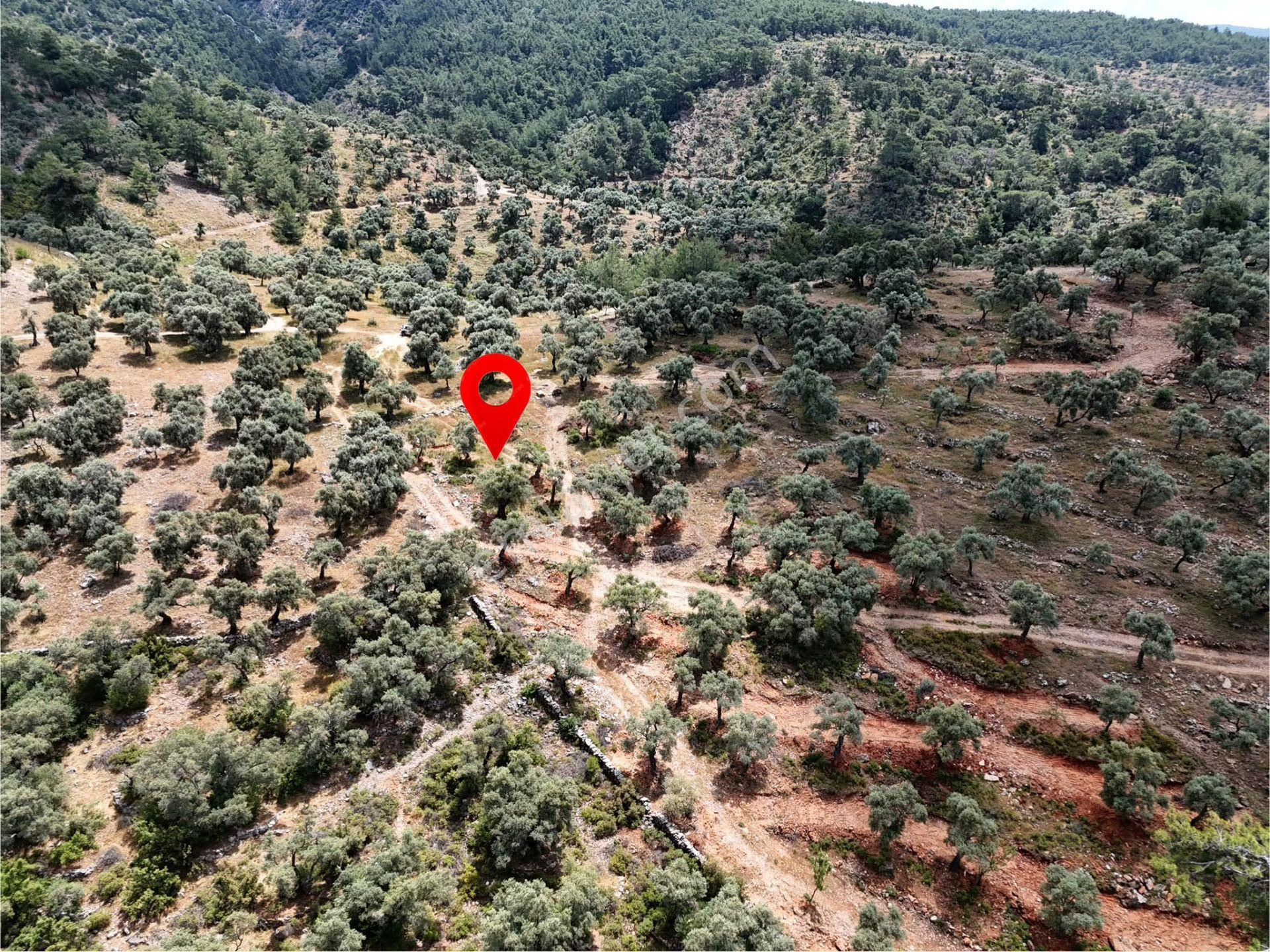 Milas Kırcağız'da Yolu Olan Manzaralı 1365m² Zeytinlik - Görsel 3