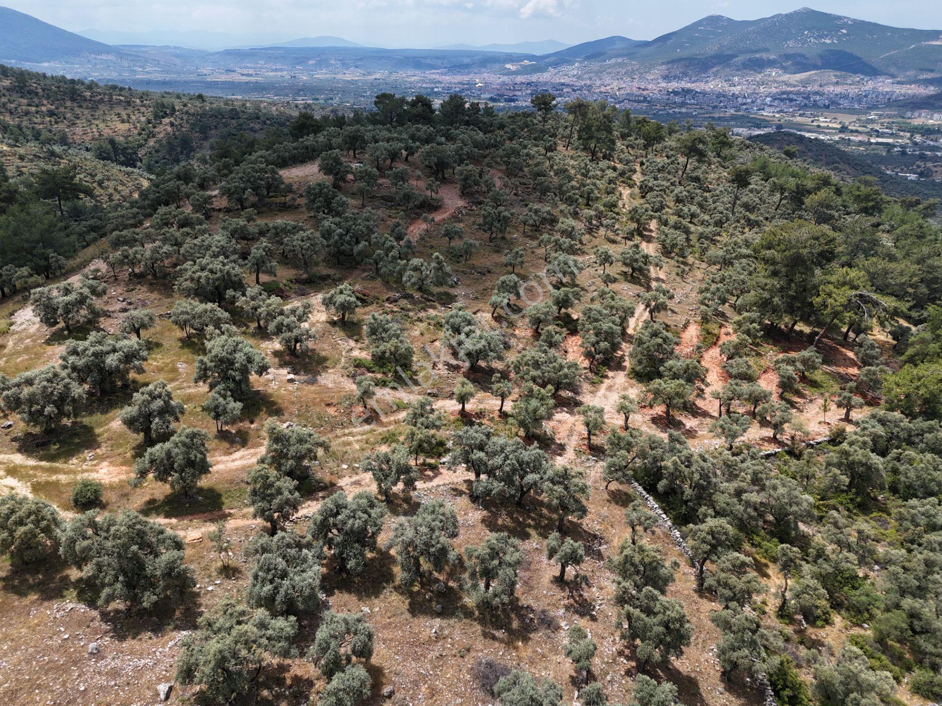 Milas Kırcağız'da Yolu Olan Manzaralı 1365m² Zeytinlik - Görsel 7