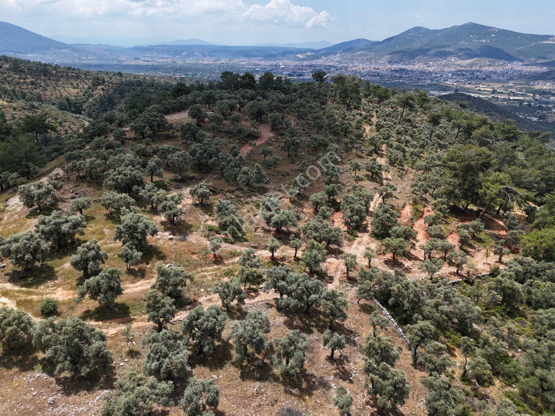 Milas Kırcağız'da Yolu Olan Manzaralı 1365m² Zeytinlik - Görsel 8