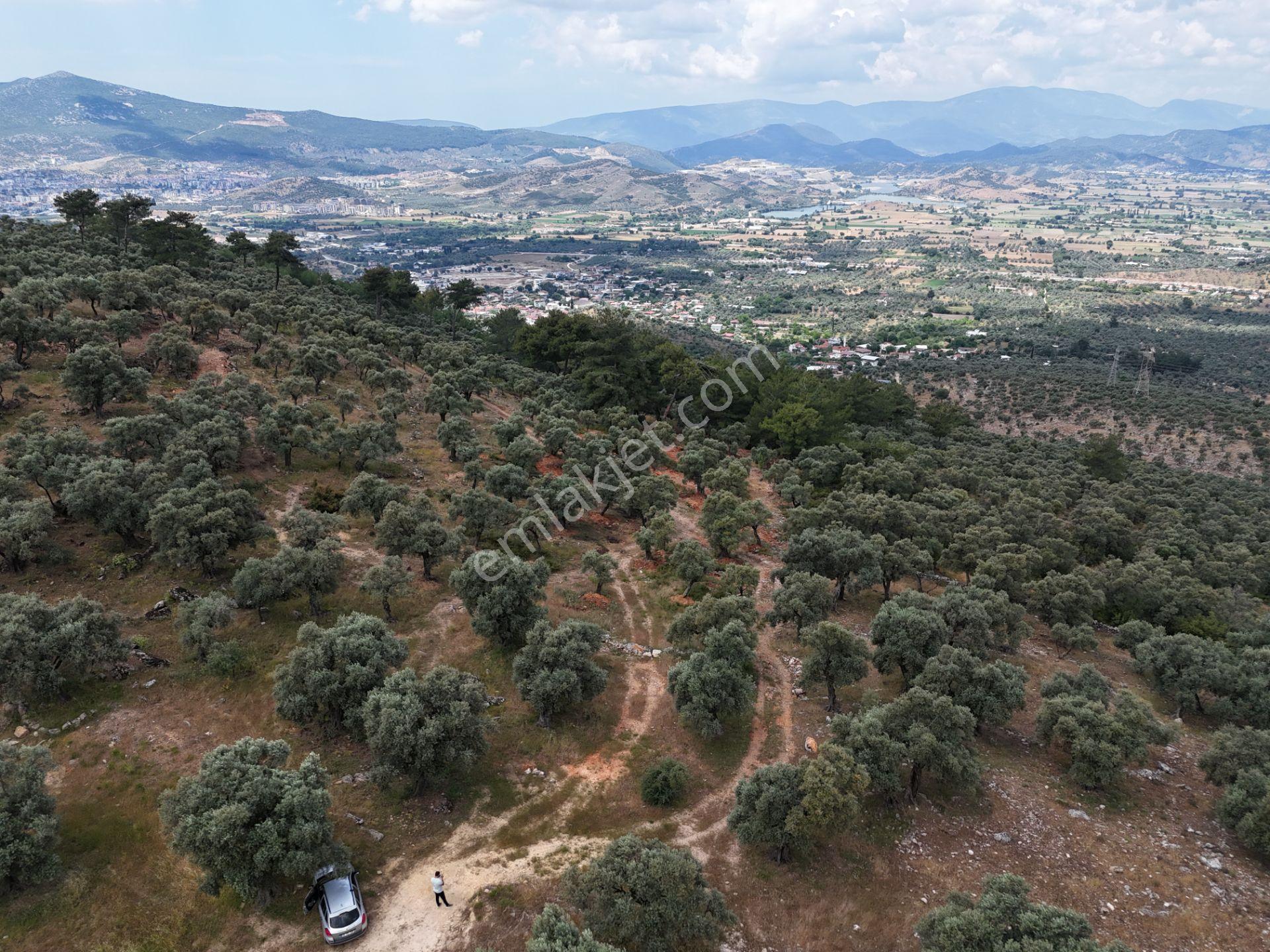Milas Kırcağız'da Yolu Olan Manzaralı 1365m² Zeytinlik - Görsel 17