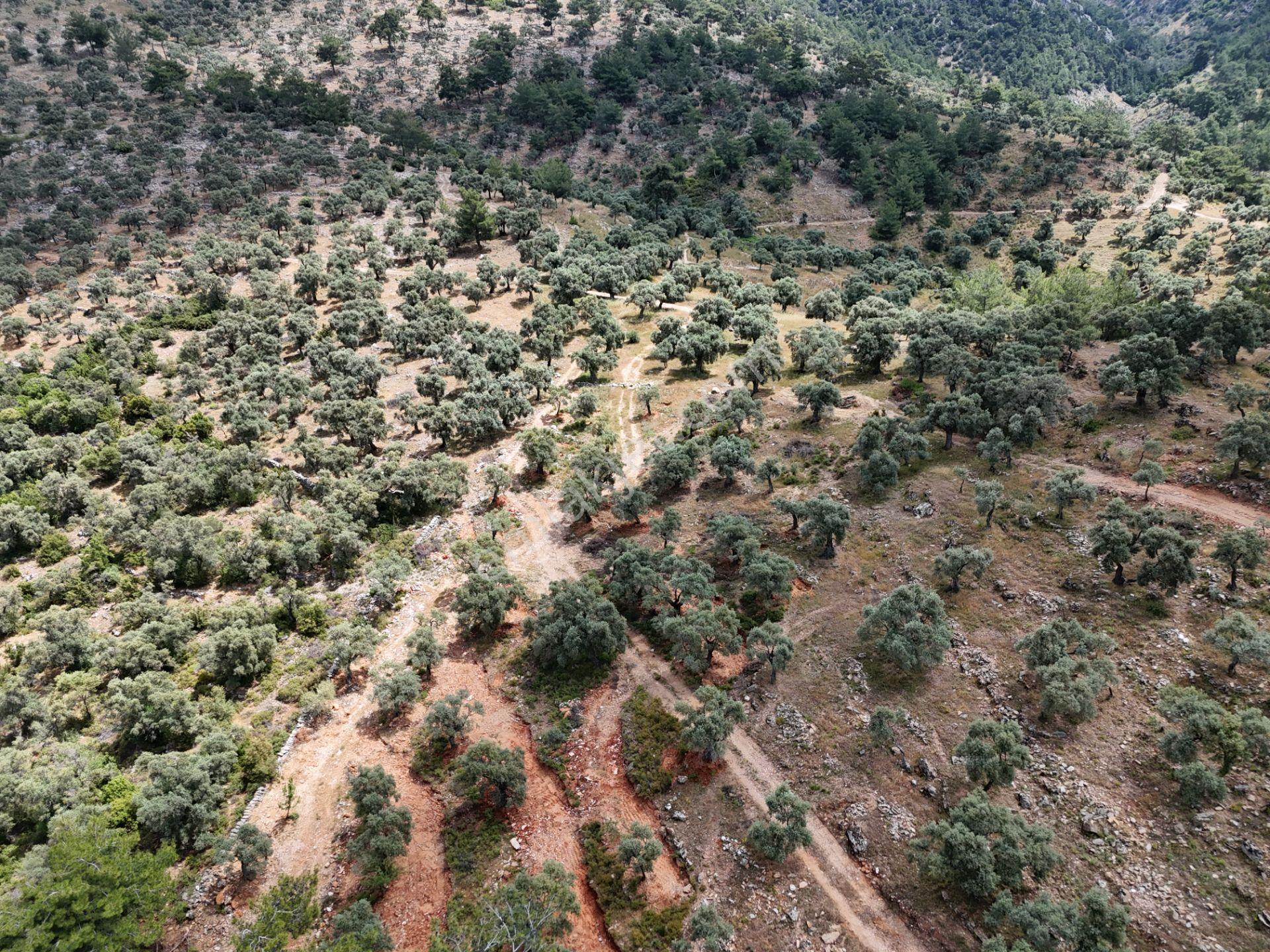 Milas Kırcağız'da Yolu Olan Manzaralı 1365m² Zeytinlik - Görsel 15