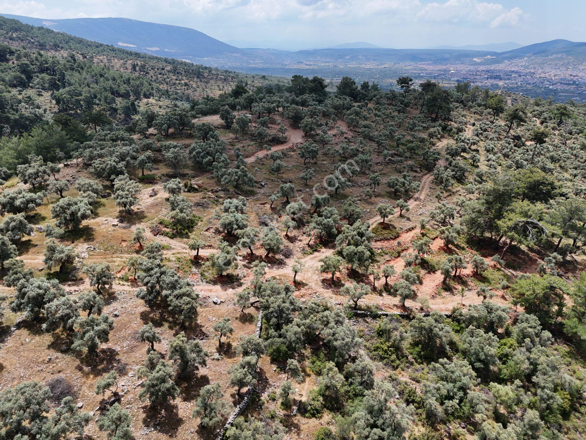 Milas Kırcağız'da Yolu Olan Manzaralı 1365m² Zeytinlik - Görsel 9