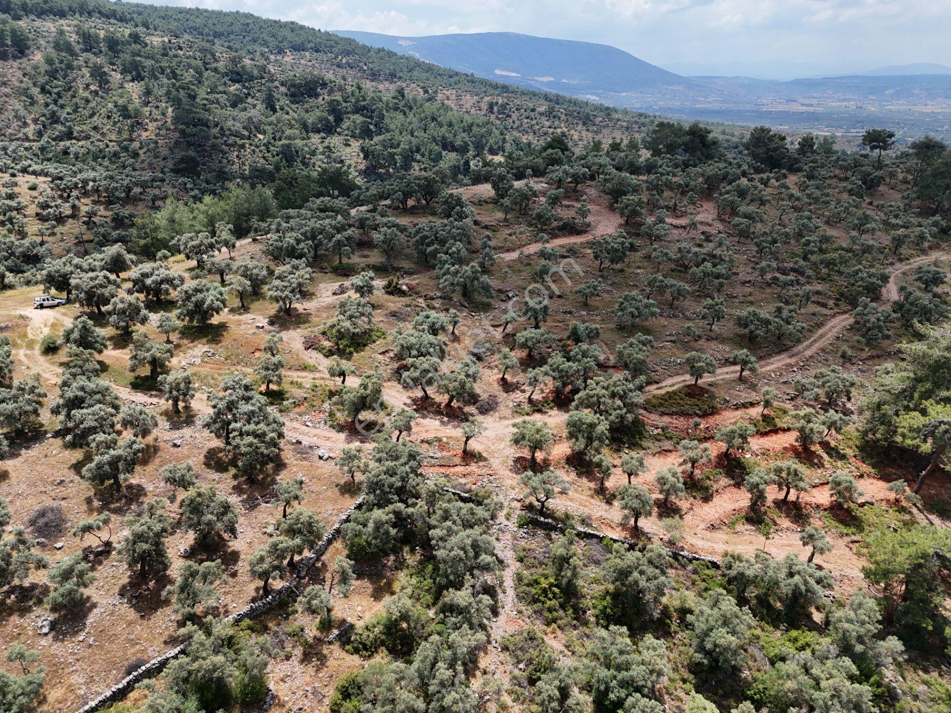 Milas Kırcağız'da Yolu Olan Manzaralı 1365m² Zeytinlik - Görsel 10