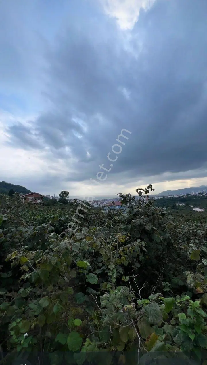 Nizamettin Mah.şehir Merkezine 3 Km. Mesafede 5650 M2 Yatırımlık Fındık Bahçemiz Satılıktır