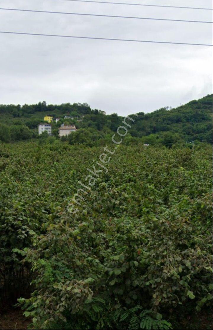 Nizamettin Mah.şehir Merkezine 3 Km. Mesafede 5650 M2 Yatırımlık Fındık Bahçemiz Satılıktır - Görsel 8