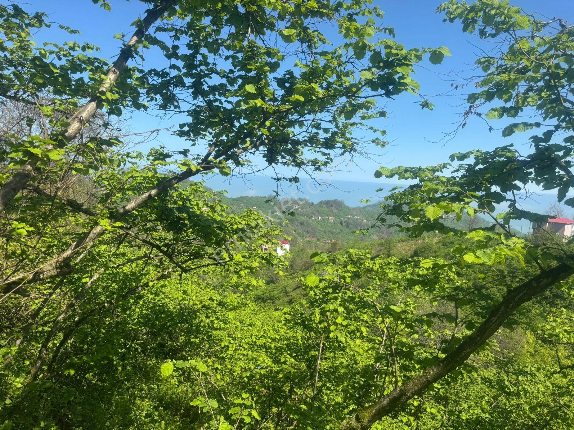 İnanç Emlaktan Keşap Altınpınar Köyünde Satılık 2143 M2 Fındık Bahçesi