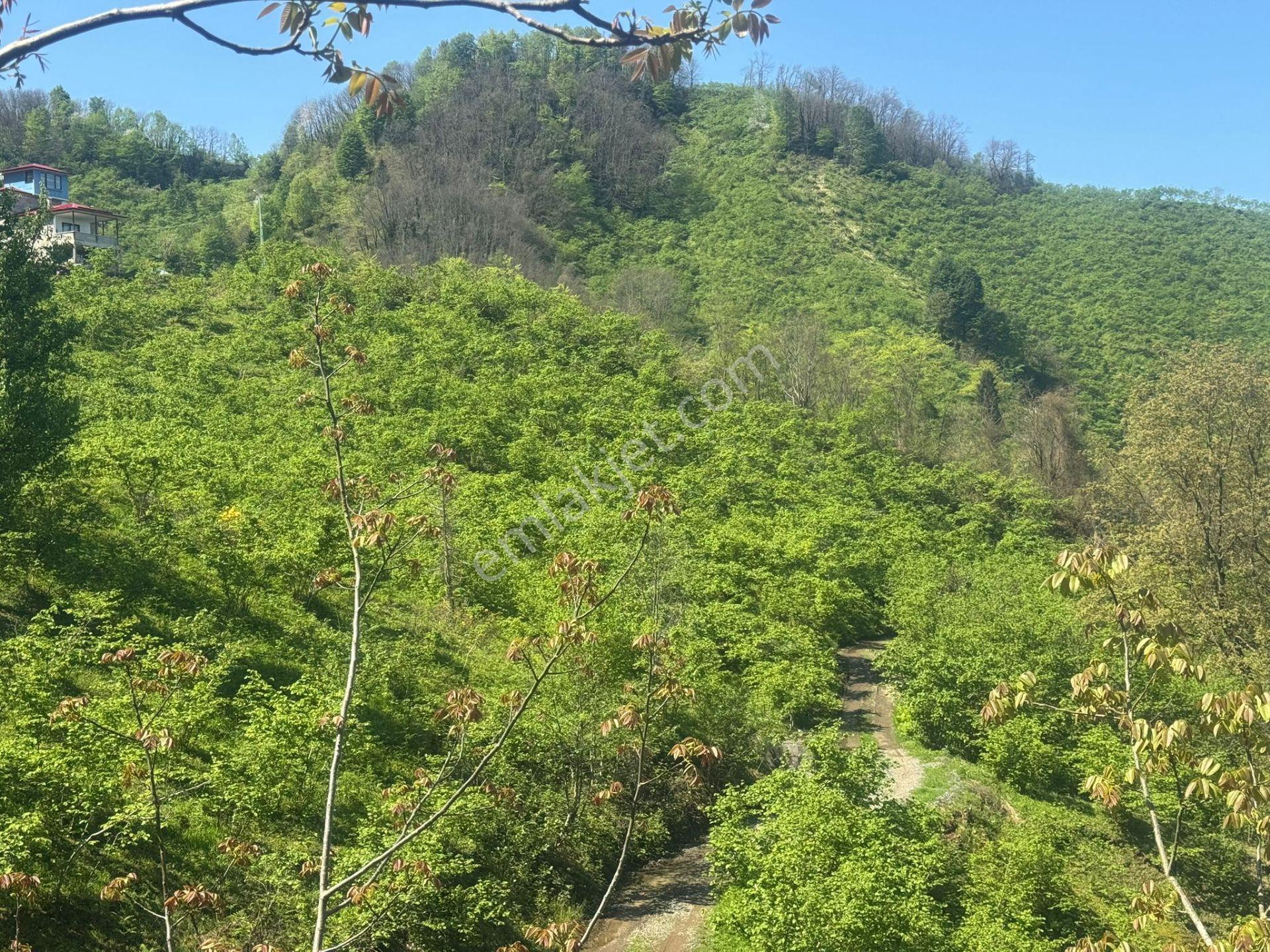 İnanç Emlaktan Keşap Altınpınar Köyünde Satılık 2143 M2 Fındık Bahçesi - Görsel 9