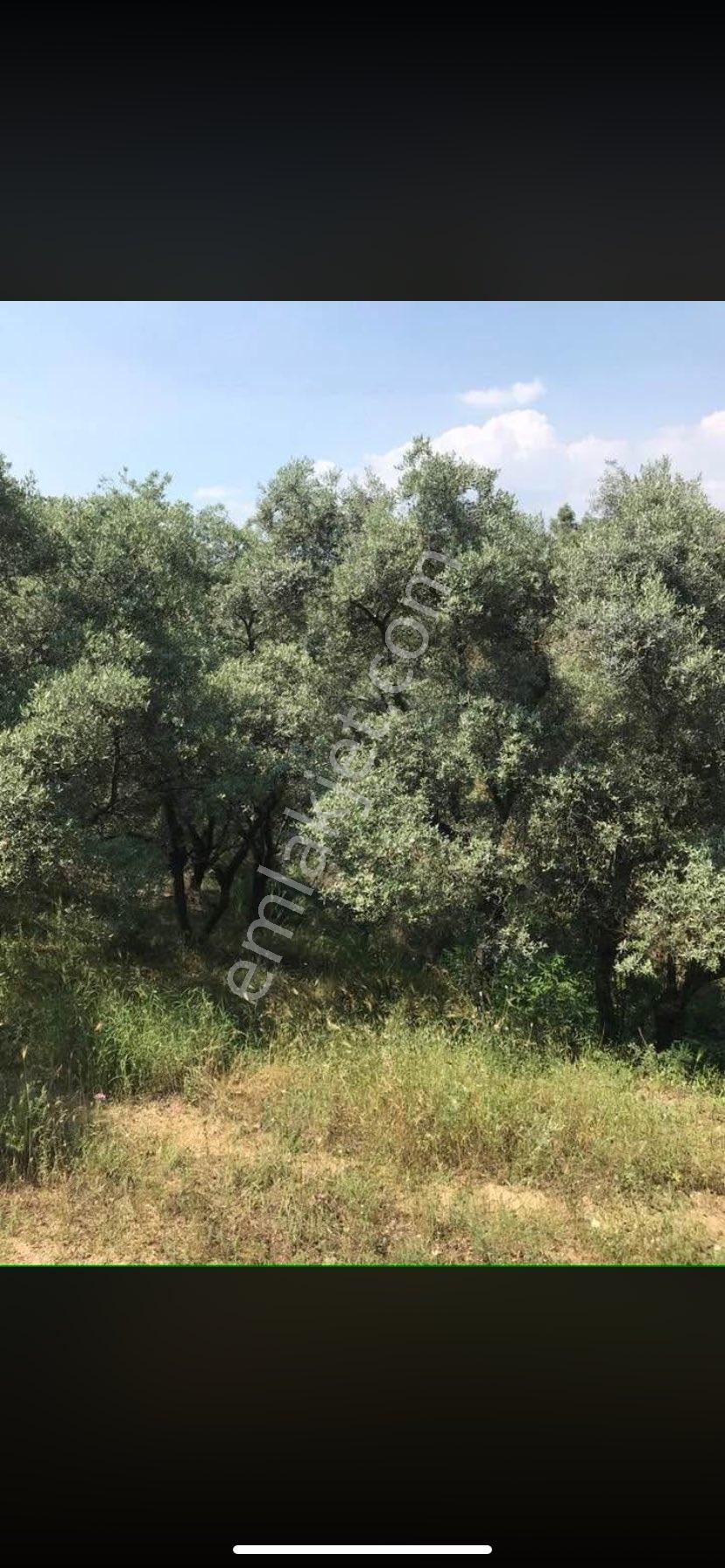 Satlık Zeytin Bahçesi İzmir Bayındır Da - Görsel 5